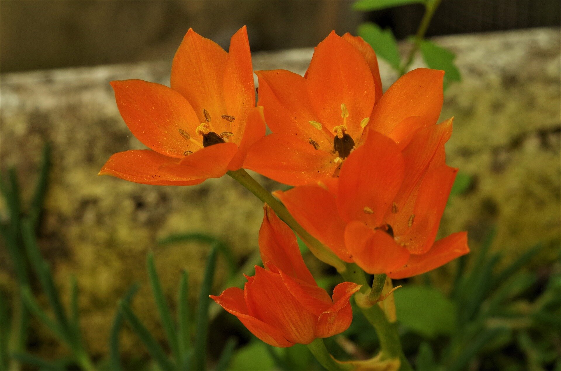 Zdjęcie przedstawia czerwone kwiaty na tle łąki. Płatki są rozłożone w stopniu umożliwiającym zobaczenie wnętrza. Tło jest rozmazane.