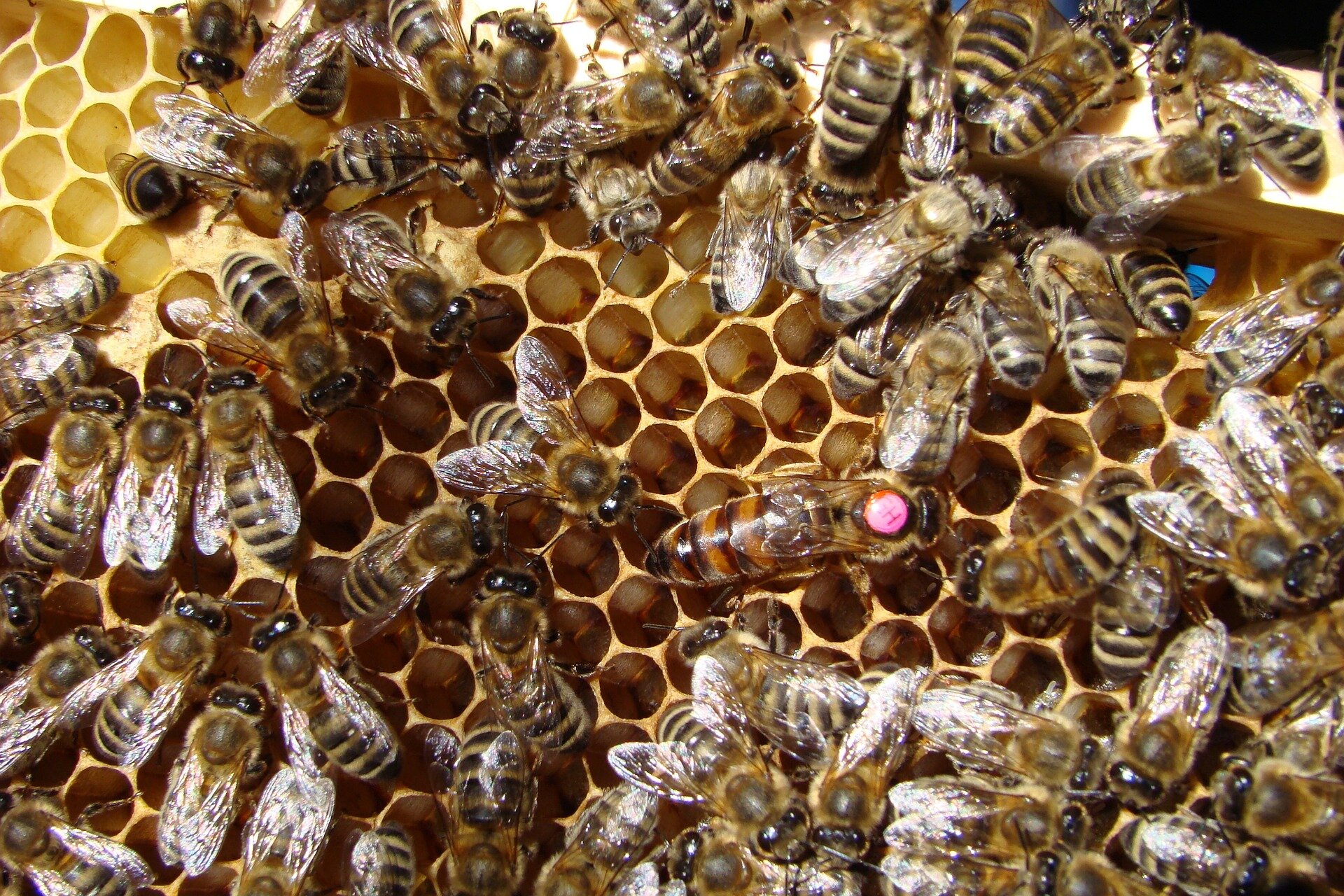 Zdjęcie przedstawia pszczelą rodzinę. Na plastrze miodu znajduje się kilkanaście owadów.