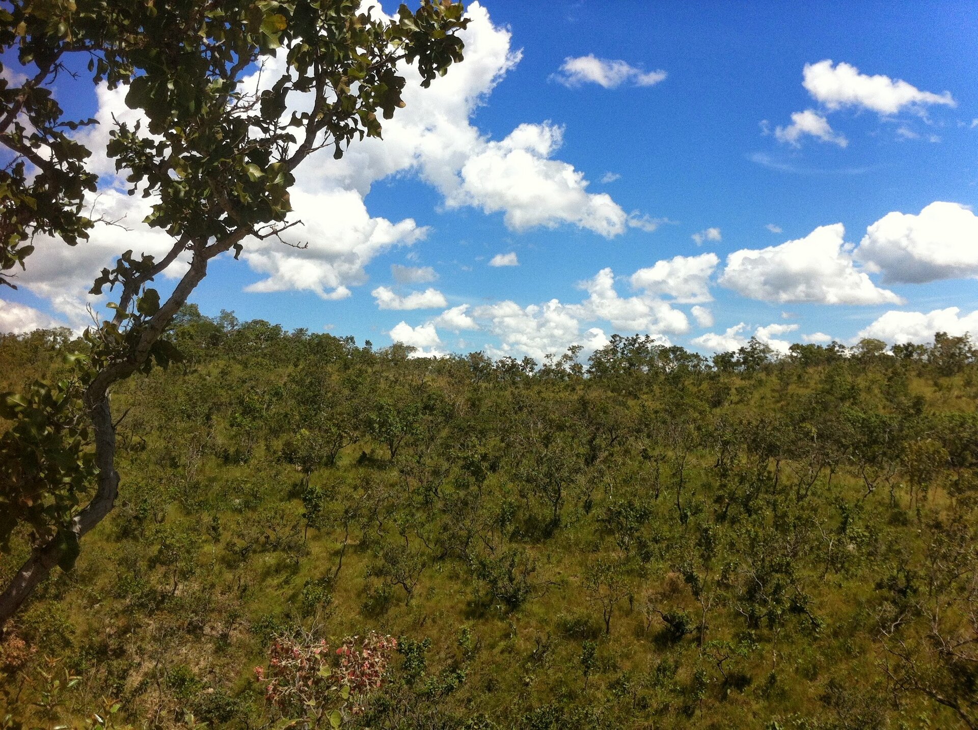 Na zdjęciu typ sawanny występujący na Wyżynie Brazylijskiej zwany cerrado. Lekko pagórkowaty obszar porastają krzewy o niewielkiej wysokości, trawa i niskie drzewa.