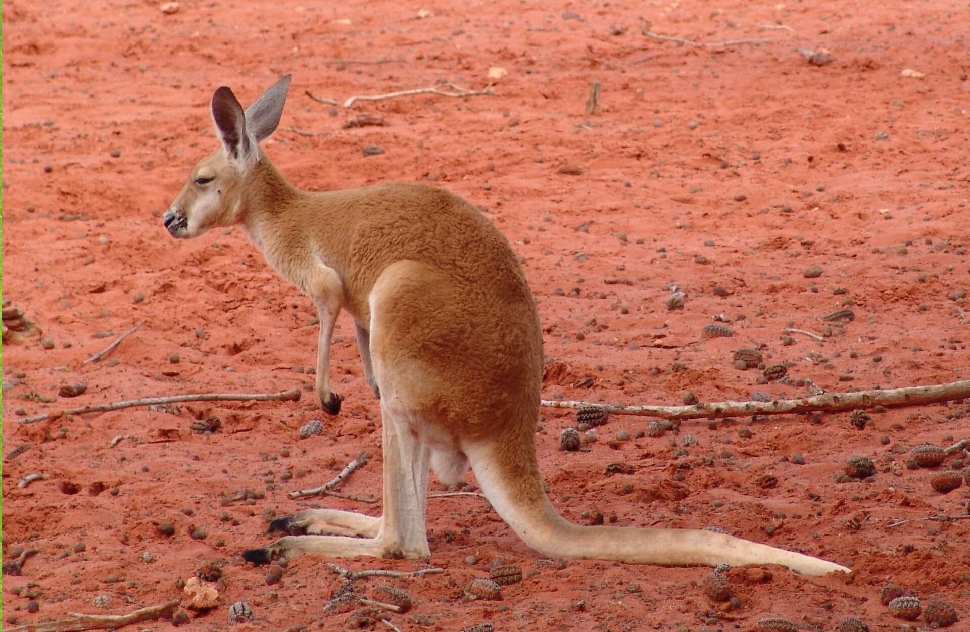Fotografia przedstawia kangura siedzącego na ziemi. Zwierzę pokryte jest jasnobrązową sierścią, jedynie na brzuchu i spodzie ogona jest biała. Ogon i tylne nogi są długie, przednie kończyny krótkie. Na głowie widoczne duże uszy.