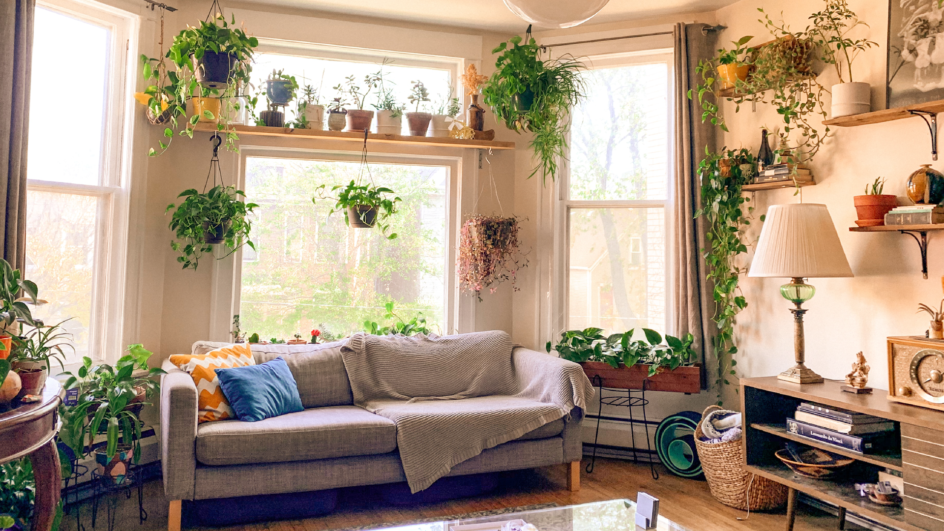 Zdjęcie przedstawia pokój. W centralnym miejscu stoi sofa, na której leżą dwie poduszki i koc. Sofa stoi na tle trzech wysokich okien udekorowanych firankami, zasłonami i dużą ilością kwiatów doniczkowych. Kwiaty stoją również na stolikach po obu stronach sofy oraz na półkach zawieszanych na ścianie po prawej stronie sofy nad komodą. Komoda jest w stylu vintage. Na komodzie stoi lampa i stare radio. Obok komody stoi wiklinowy kosz. Przed sofą stoi szklany stolik.