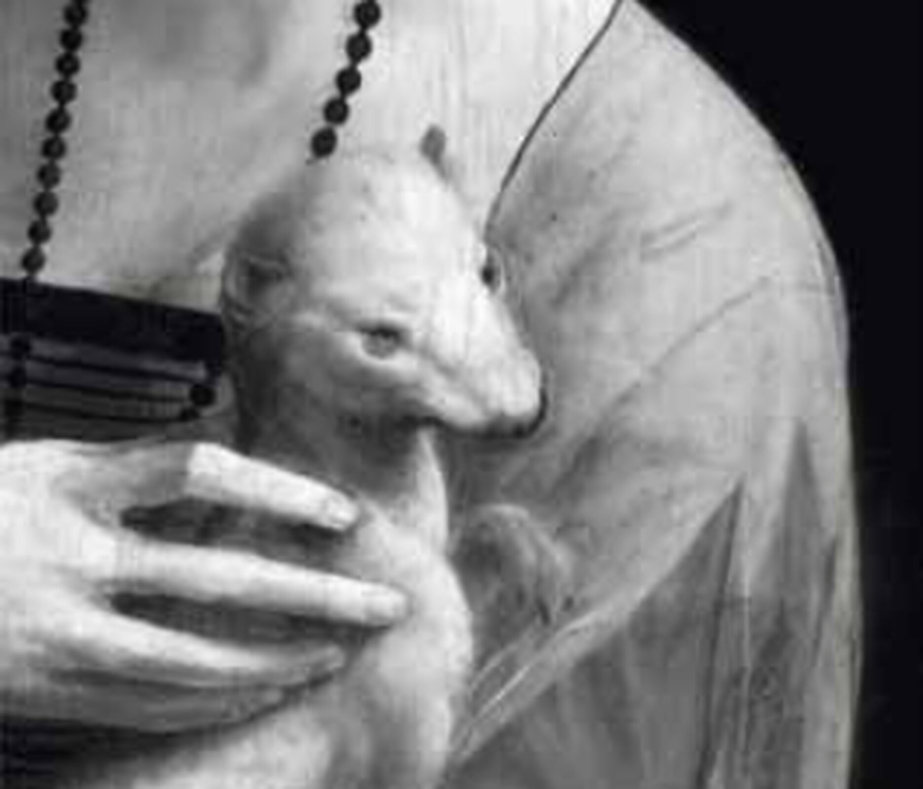 Rys. 6. Ilustracja przedstawia czarno‑białe zdjęcie fragmentu obrazu Leonarda da Vinci Dama z gronostajem wykonane w podczerwieni. Pokazano zbliżenie na gronostaja spoczywającego na rękach kobiety. Na zdjęciu wykonanym w podczerwieni widoczne są charakterystyczne, ciemniejsze i jaśniejsze obszary. Ciemniejsze oraz jaśniejsze obszary świadczą o grubości warstwy farby. Na zdjęciu wykonanym w podczerwieni można również dostrzec pociągnięcia pędzla. Zdjęcia dzieł sztuki wykonywane w podczerwieni, często wykorzystywane są w celu potwierdzenia ich autentyczności.