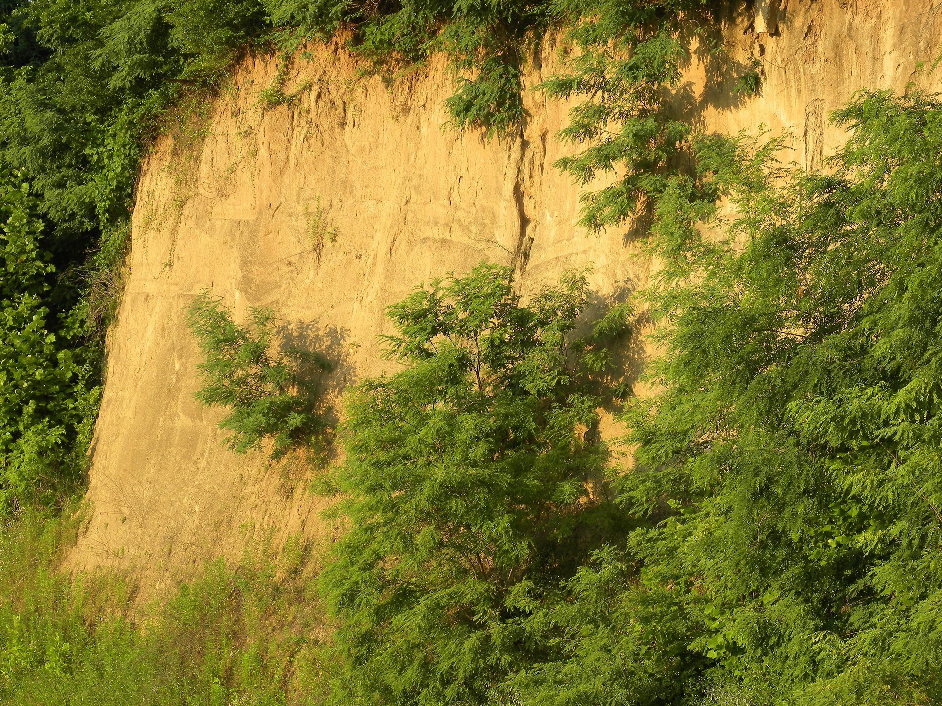 Zdjęcie przedstawia skarpę lessową. Ma ona jasnożółtą barwę. Skarpa jest również po bokach i na szczycie porośnięta małymi krzewami.