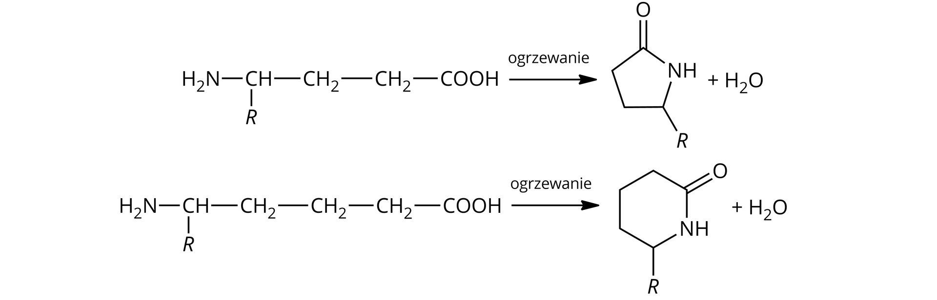 Ilustracja przedstawia dwa równania reakcji, w których z odpowiedniego aminokwasu powstaje laktam, to jest cykliczny amid. W reakcjach grupy aminowe reagują z grupami karboksylowymi. Pierwsze równanie. Cząsteczka aminokwasu zbudowana z grupy karboksylowej połączonej z grupą metylenową, która to również związana jest z grupą metylenową łączącą się z grupą CH. Z kolei grupa CH  podstawiona jest grupą aminową NH2 oraz podstawnikiem R.  Strzałka w prawo, nad strzałką zapis ogrzewanie. Za strzałką cząsteczka zbudowana z atomu węgla budującego pierścień i połączonego za pomocą wiązania podwójnego z atomem tlenu oraz za pomocą wiązania pojedynczego z grupą NH, która to łączy się z grupą CH związaną z podstawnikiem R oraz grupą metylenową CH2. Grupa ta łączy się z kolejną grupą metylenową, która zamyka pierścień, wiążąc się z pierwszym wspomnianym atomem węgla należącym do grupy amidowej. Powstały cykliczny amid stanowi pięcioczłonowy pierścień. Dodać cząsteczkę wody. Drugie równanie. Cząsteczka aminokwasu zbudowana z grupy karboksylowej połączonej z trzema związanymi ze sobą kolejno grupami metylenowymi CH2, z których ostatnia łączy się z grupą CH. Z kolei grupa CH  podstawiona jest grupą aminową NH2 oraz podstawnikiem R.  Strzałka w prawo, nad strzałką zapis ogrzewanie. Za strzałką cząsteczka zbudowana z atomu węgla budującego pierścień i połączonego za pomocą wiązania podwójnego z atomem tlenu oraz za pomocą wiązania pojedynczego z grupą NH, która to łączy się z grupą CH związaną z podstawnikiem R oraz grupą metylenową CH2. Grupa ta łączy się z kolejną grupą metylenową, ta z następną, zatem w cząsteczce są trzy grupy  CH2, z których ostatnia zamyka pierścień, wiążąc się z pierwszym wspomnianym atomem węgla należącym do grupy amidowej. Powstały cykliczny amid stanowi sześcioczłonowy pierścień. Dodać cząsteczkę wody.