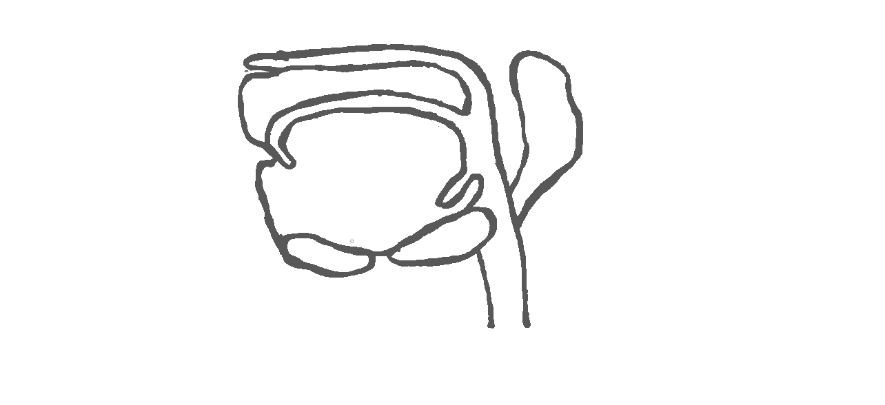 Zarysowany czarną kreską schemat jamy ustnej.