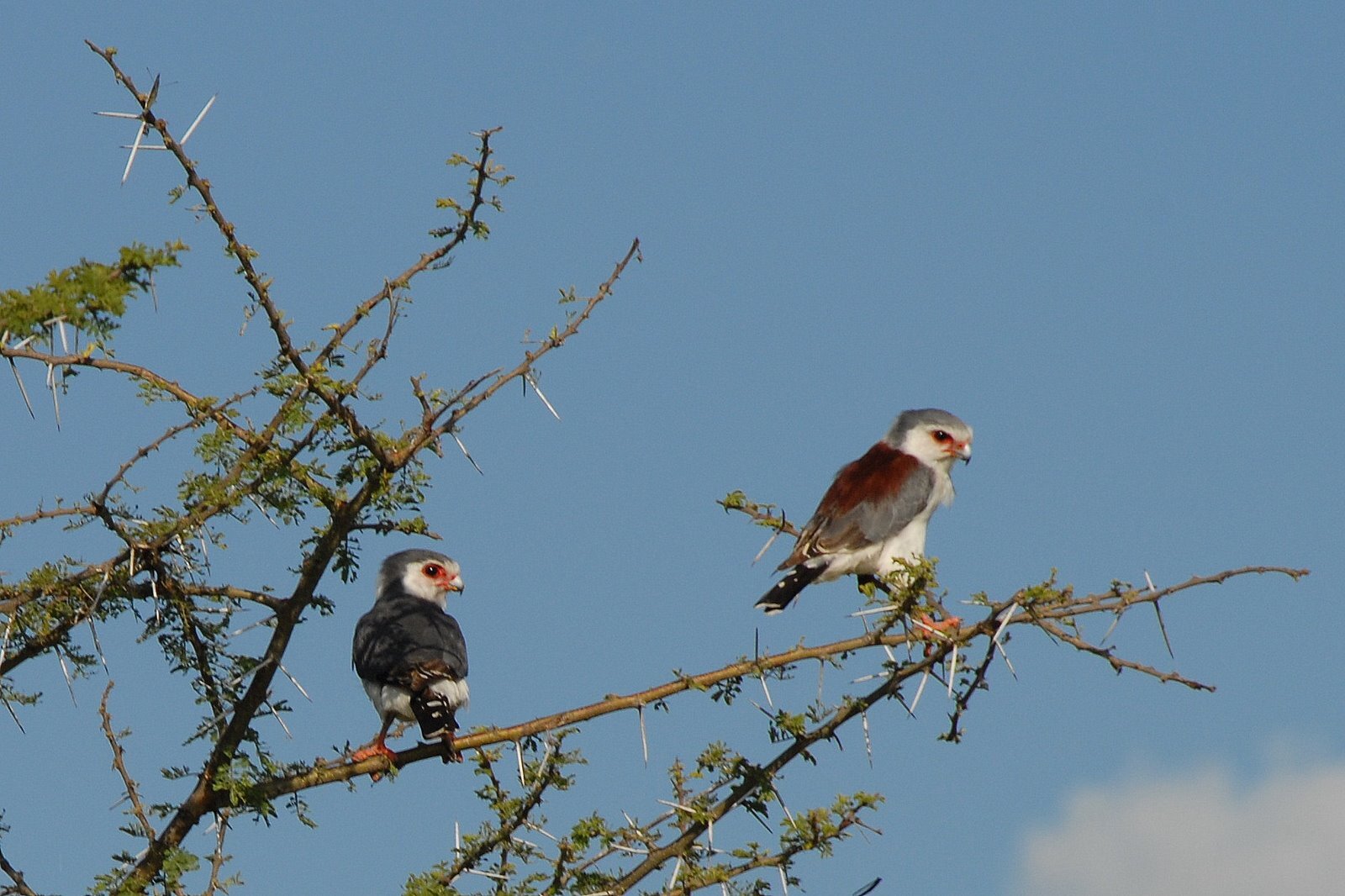 Fotografia, na niej dwa sokoły karłowate - ptaki wielkości gołębia, o białym pierzu z szarymi skrzydłami i czubkiem głowy. Siedzą na drzewie iglastym. 
