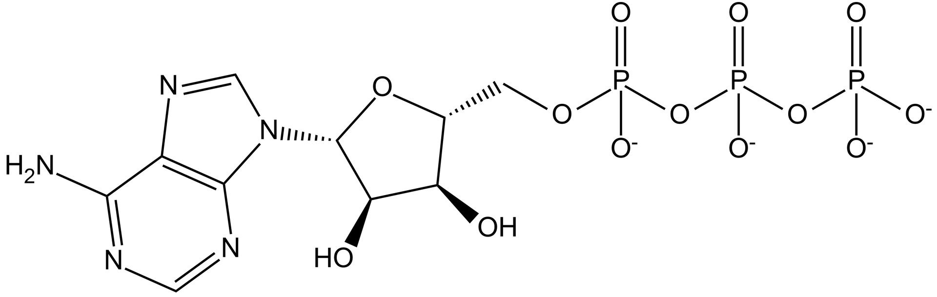 Ilustracja przedstawiająca wzór strukturalny adenozynotrifosforanu ATP. W strukturze występuje grupa trifosforanowa związana z D-rybozą, która to łączy się z fragmentem adeninowym. Adenina to bicykliczny związek heteroaromatyczny. Pierwszy pierścień stanowi atom azotu o lokancie pierwszym, który to łączy się za pomocą wiązania podwójnego z atomem węgla C2, ten związany jest z atomem azotu N3, który to łączy się za pomocą wiązania podwójnego z jednym z atomów mostkowych C4, atom C4 łączy się z drugim atomem mostkowym C5, a C5 z C6, który to zamyka pierwszy sześcioczłonowy pierścień i związany jest z grupą NH2. Mostkowe atomy C4 i C5 są wspólne dla obu pierścieni. Zatem drugi pierścień tworzy atom C4, który to łączy się z atomem azotu N7 w pozycji siódmej, który to łączy się za pomocą wiązania podwójnego z atomem węgla C8 związanym z atomem azotu N9, który to łączy się z mostkowym atomem C5 oraz węglem pierścienia D-rybozy czyli monocukru w formie cyklicznej. Pięcioczłonowy pierścień D-rybozy tworzą cztery atomy węgla i jeden atom tlenu, pierwszy z atomów tworzących pierścień łączy się z adeniną za pomocą wiązania glikozydowego oraz z atomem tlenu tworzącym pierścień. Dwa kolejne atomy węgla tworzące pierścień podstawione są grupami hydroksylowymi. Czwarty atom węgla zaś łączy się z wspomnianym już atomem tlenu oraz z grupą CH2 związaną z grupą trójfosforanową.