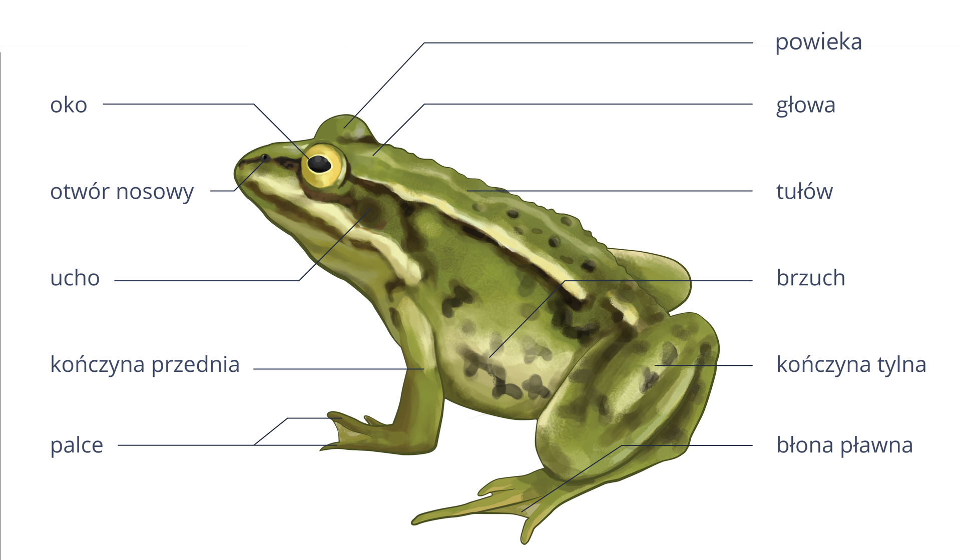 Ilustracja przedstawia budowę zewnętrzną żaby. Z lewej rysunek żaby, siedzącej z głową w lewo. Jest zielona z brązowymi plamkami i białymi smugami. Wokół podpisy części ciała. Od przodu na głowie: otwór nosowy, za nim żółte oko z czarną źrenicą. Pod nim ciemny, okrągły otwór uszny. Dalej beczkowaty tułów i brzuch, pod nim zgięta kończyna tylna z błoną pławną między palcami. Kończyna przednia krótsza, podpisane palce.