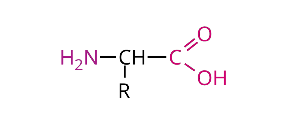 Na ilustracji ukazano wzór ogólny aminokwasów: bordowa grupa H indeks dolny, dwa, koniec indeksu dolnego, N połączona jest wiązaniem pojedynczym w prawo z grupą C H. Od niej odchodzą dwa wiązania pojedyncze: w dół do symbolu R i w prawo do ciemnoróżowego symbolu C. Do niego przyłączone są dwa wiązania: podwójne na ukos w górę do ciemnoróżowego symbolu O i na ukos w dół do ciemnoróżowej grupy O H.