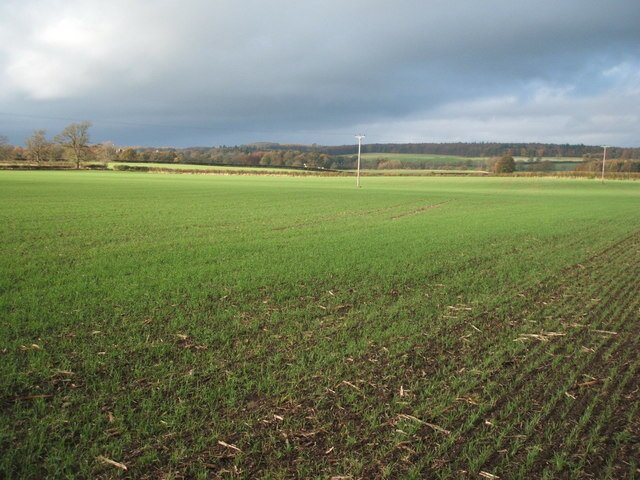 Na zdjęciu widać rozległe, prawie płaskie pole uprawne z młodym zbożem we wczesnej fazie wzrostu. Niskie, zielone siewki są jeszcze rzadkie, dlatego między nimi wyraźnie widoczna jest brunatna gleba. Na pierwszym planie znajduje się pas suchej, nierównej ziemi, a po prawej stronie zarys polnej drogi lub śladu przejazdu. W tle, wzdłuż horyzontu, ciągną się niskie zadrzewienia i żywopłoty. Nad polem rozciąga się jasnoszare, pochmurne niebo.