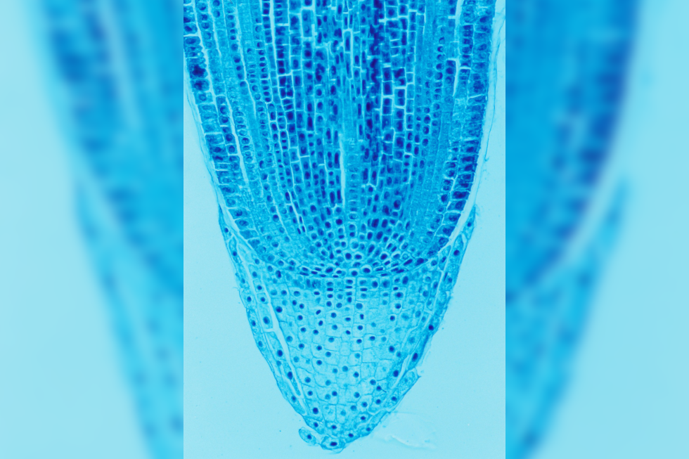 Mikrofotografia pokazuje tkanki szczytu korzenia w przekroju podłużnym. Komórki cienkościenne, o dużych jądrach.