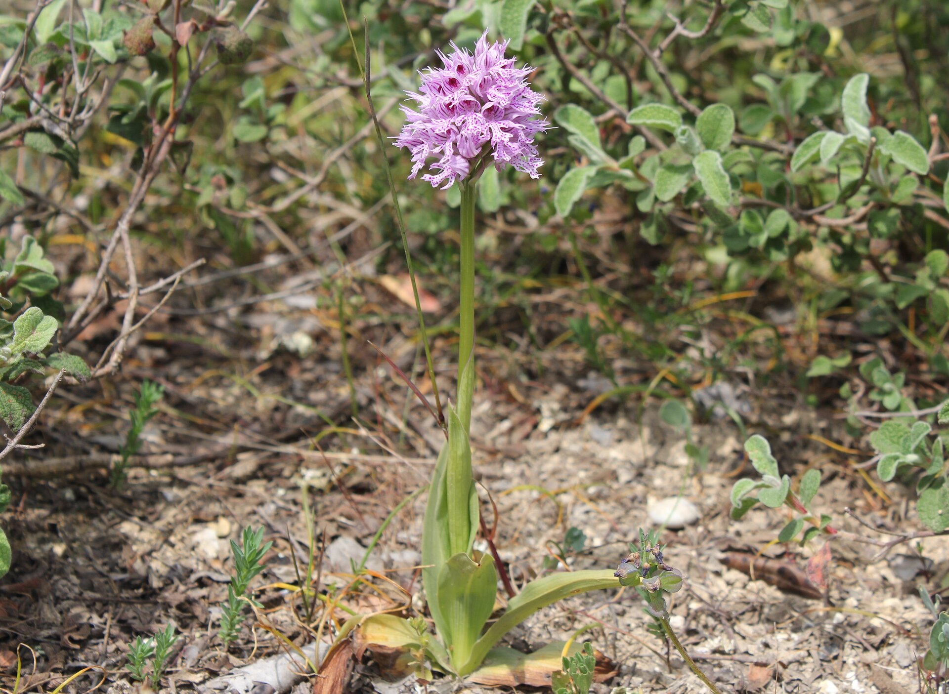 Zdjęcie przedstawia pokrój storczyka trójzębnego. Jest to nieduża roślina. Na nagiej łodydze widoczny jest jasnoróżowy, okrągły kwiatostan. U podłoża łodygę otaczają podłużne liście.