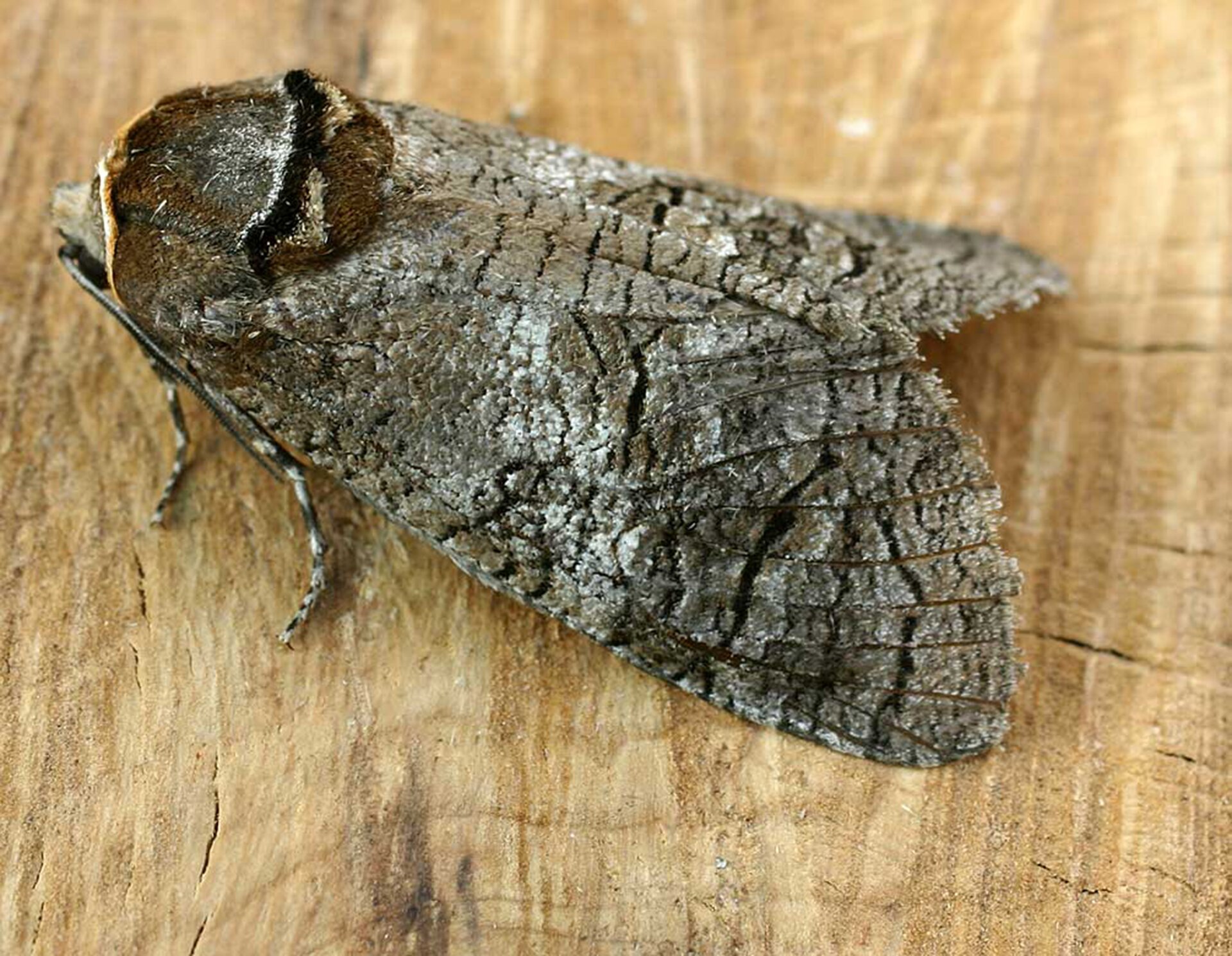 Na ilustracji przedstawiony jest motyl w odcieniach szarości.