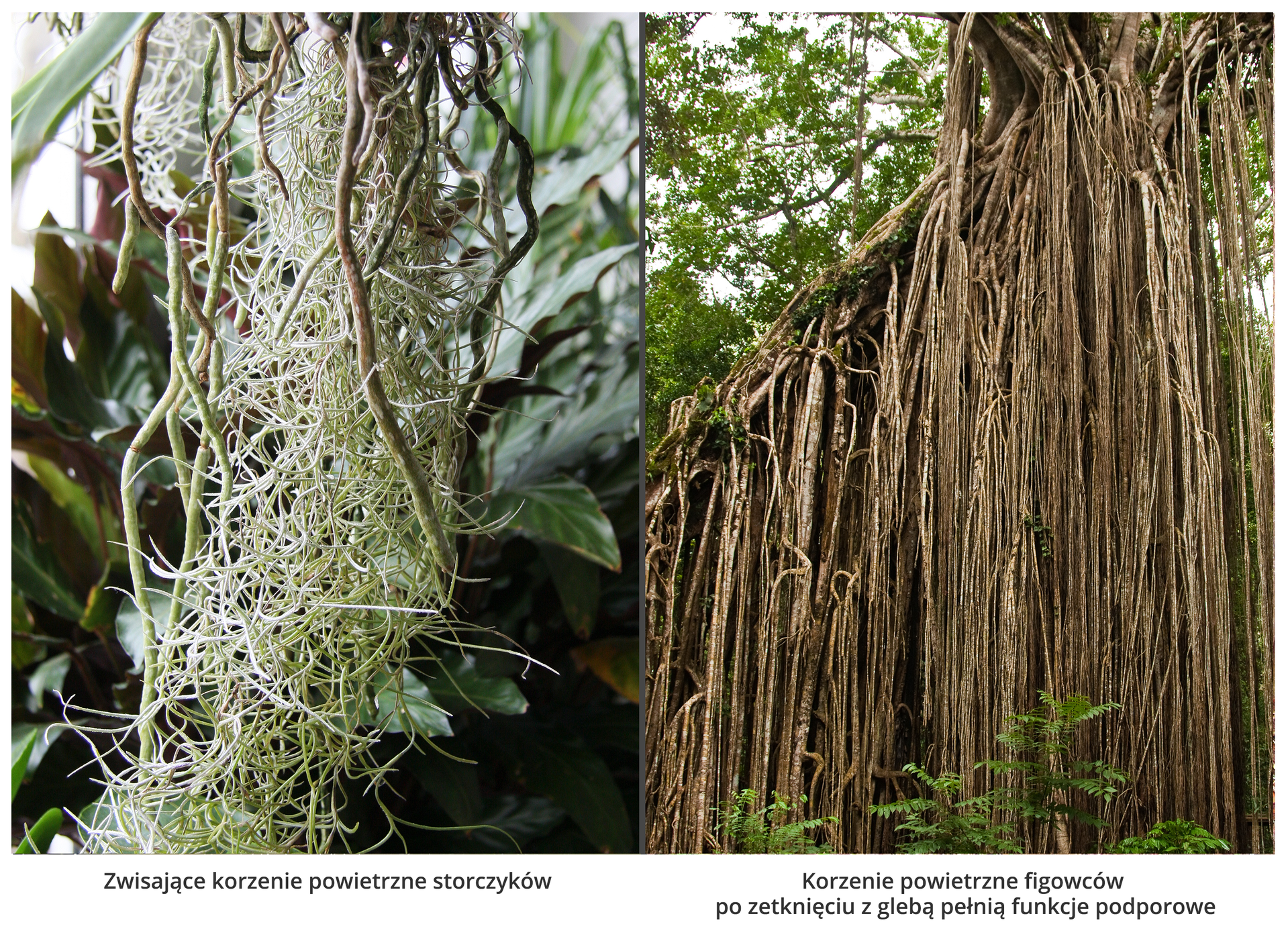 Fotografie przedstawiają dwa rodzaje korzeni powietrznych. Z lewej są białe, zwisające, splątane korzenie storczyków na tle roślin. Z prawej wiele brązowych, cienkich, zwisających korzeni figowca. Po zetknięciu z ziemią korzenie te pełnia również funkcję podporową.