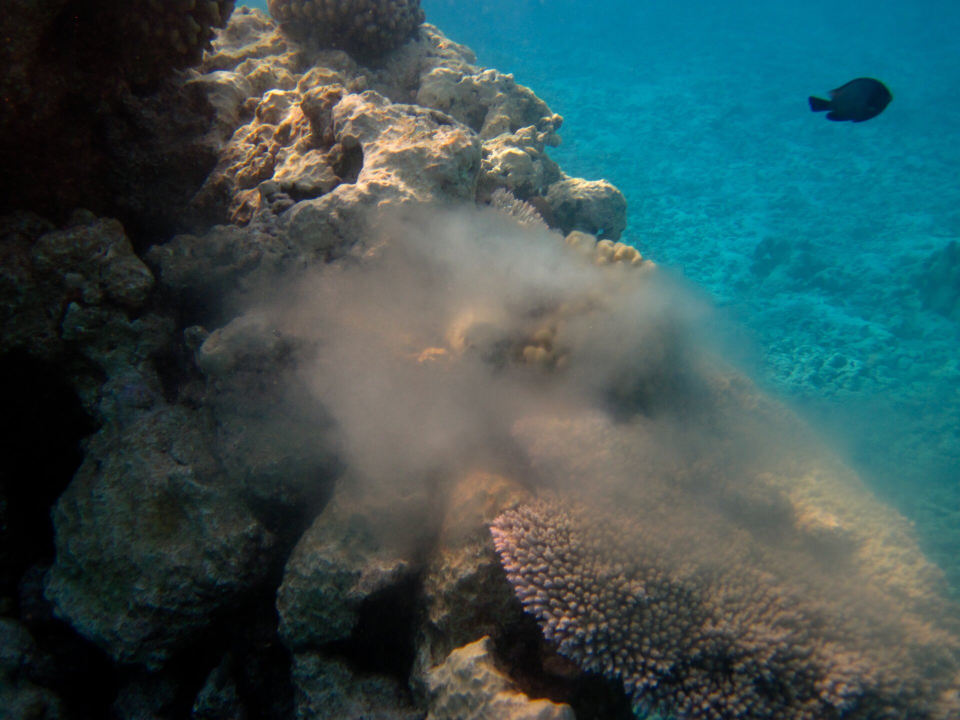 Fotografia przedstawia dno morza. W błękitnej wodzie pływa ryba. Na pierwszym planie znajdują się szare koralowce, z których unosi się jakby chmura. Są to miliony komórek jajowych i plemników. Do zapłodnienie dochodzi w wodzie.