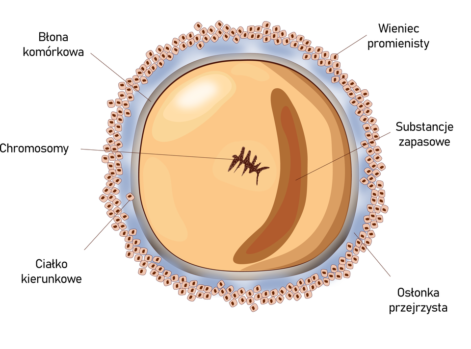 Ilustracja przedstawia budowę oocytu drugiego rzędu. Na schemacie ukazana jest okrągła struktura. Otoczona jest wieńcem promienistym. Wieniec tworzą drobne, zbliżone kształtem do okrągłych, komórki. W środku mają czerwone kropki. Za wieńcem jest osłonka przejrzysta. Ma jasnoniebieski kolor. Następnie jest błona komórkowa. Ma szary kolor. Pomiędzy błoną komórkową a osłonką przejrzystą znajduje się jedna z komórek wieńca promienistego. Środek oocytu wypełnia żółta substancja. Znajduje się w niej substancja zapasowa o kształcie półksiężyca oraz chromosomy.     