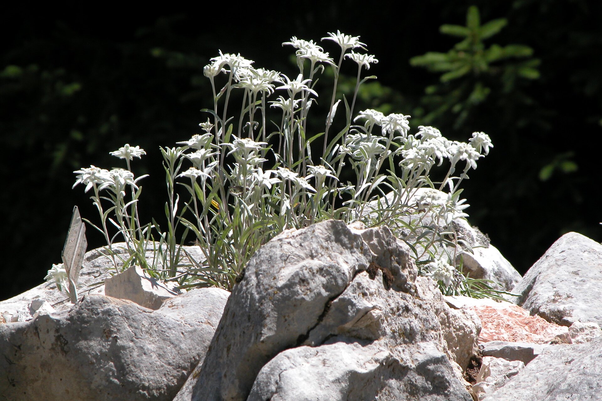 Fotografia przedstawia szarotkę alpejską rosnącą na skałach. Ma ona kształt wysokiej trawy i szarawy kolor. Każda z roślin zakończona jest szarym rozłożystym kwiatem.