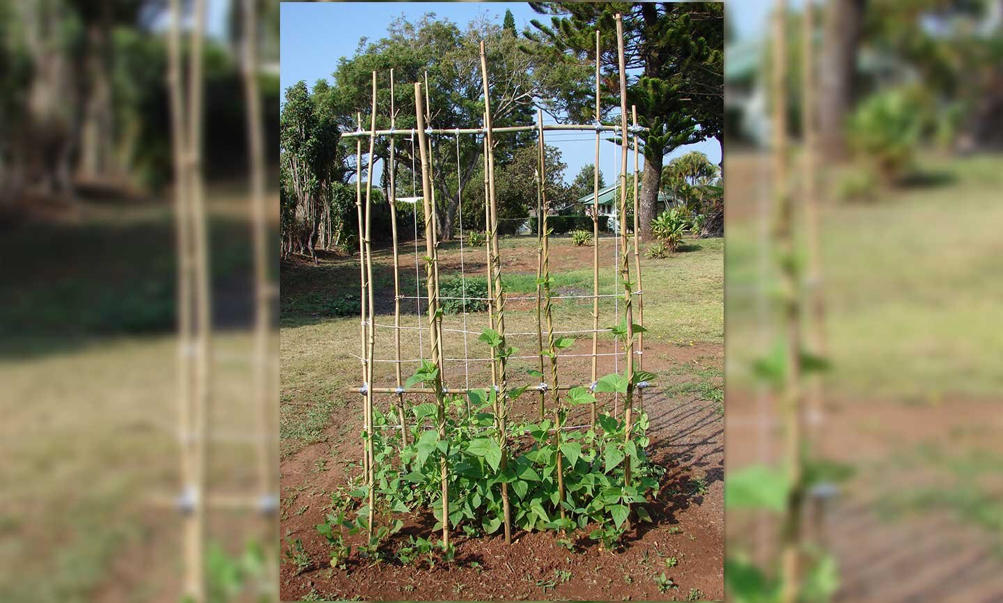 Fotografia przedstawiająca fasolę
