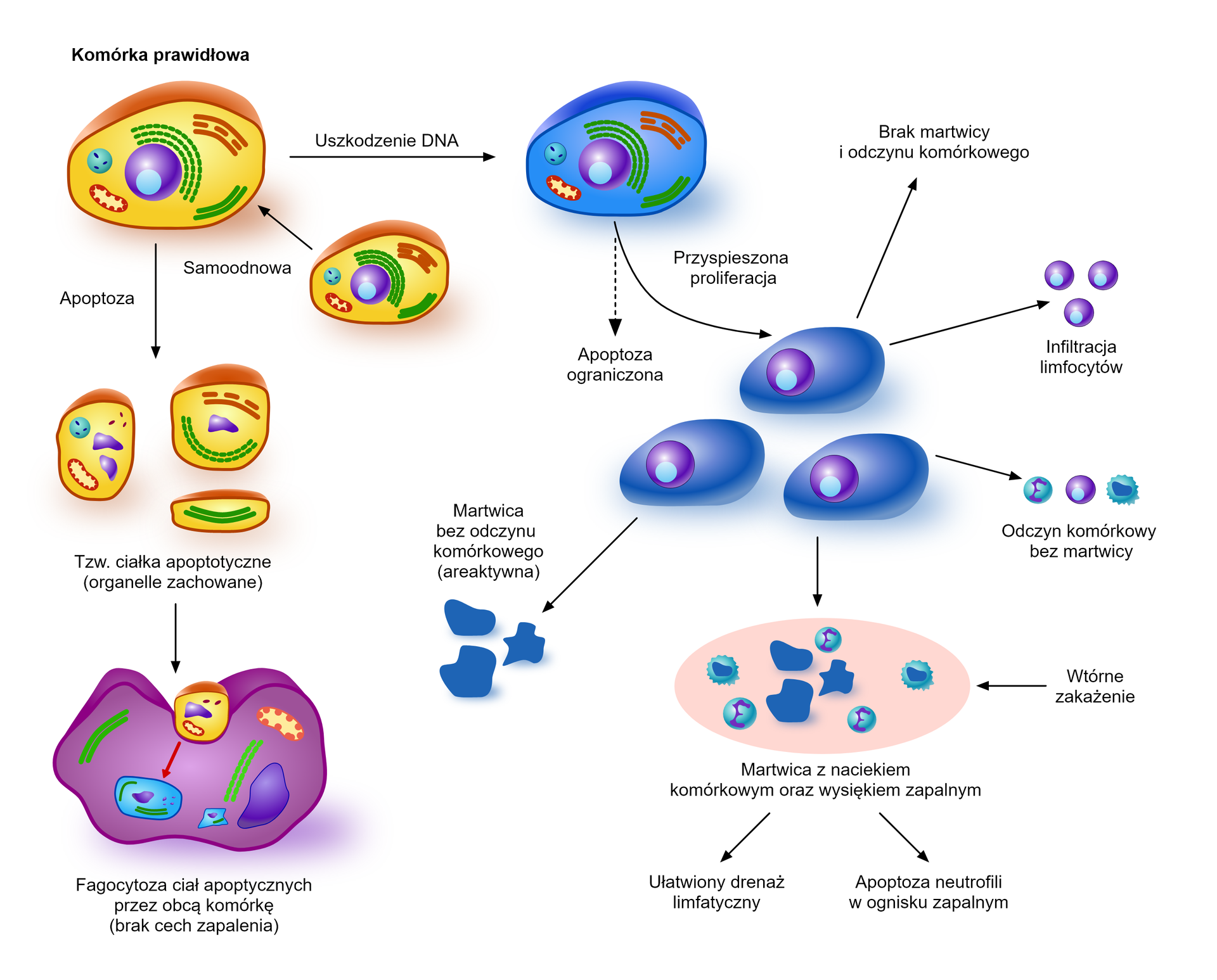 Schemat przedstawia rolę apoptozy, martwicy oraz odczynu zapalnego w obronie przeciwnowotworowej. Komórka prawidłowa oznaczona kolorem żółtym ulega apoptozie. W wyniku tego procesu ulega zniszczeniu na tzw. Ciałka apoptyczne (organelle zachowane. Następnie dochodzi do fagocytozy ciał apoptycznych przez obcą komórkę oznaczoną kolorem fioletowym (bez cech zapalenia). Komórka prawidłowa może powstać w wyniku samoodnowy.  W komórce prawidłowej może również dojść do uszkodzenia DNA. Na rysunku komórkę taką oznaczono kolorem niebieskim. Następnie dochodzi do przyspieszonej proliferacji, której skutkiem ubocznym może być apoptoza organiczna. W wyniku proliferacji komórka z uszkodzonym DNA może przejawiać różne odpowiedzi. Może dojść do martwicy bez odczynu komórkowego (areaktywnej), braku martwicy i odczynu komórkowego, który doprowadza do infiltracji limfocytów. Odczyn komórkowy bez martwicy również jest powodowany przez proliferację. Ostatnią opcją jest martwica z naciekiem komórkowym oraz wysiękiem zapalnym. Jest ona wynikiem wtórnego zakażenia. W jej wyniku dochodzi do apoptozy neutofili w ognisku zapalnym oraz ułatwiony jest drenaż limfatyczny. 