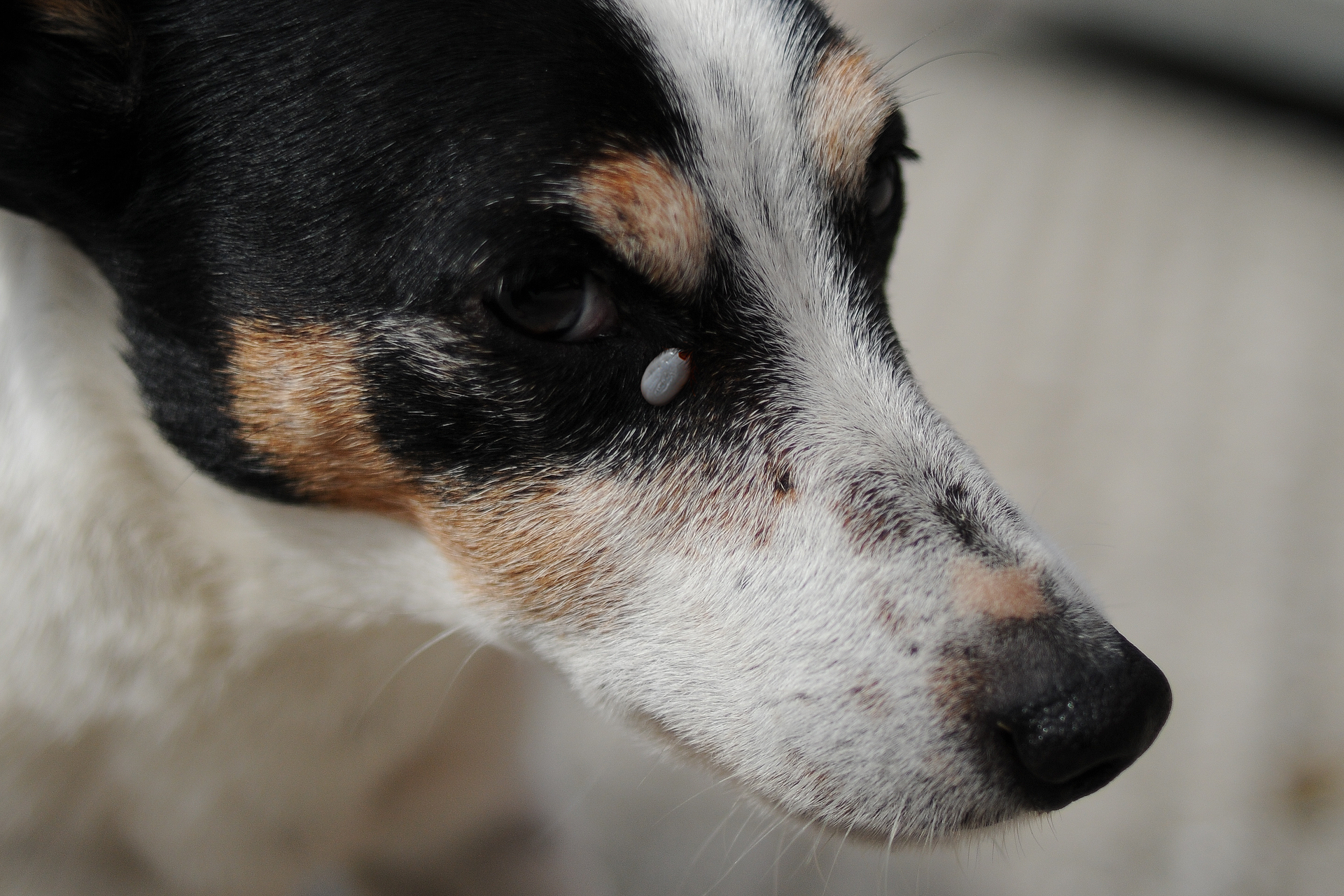 Fotografia przestawia zbliżenie biało – brązowego pyska psa. Pod czarnym okiem psa wisi przyczepiony do skóry szary, owalny kleszcz.