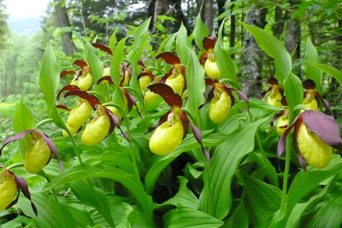 Fotografia barwna prezentuje żółto-brązowe kwiaty obuwika w oddali las. Listki okwiatu są czerwonobrunatne i odstające. Środkowy listek okółka zewnętrznego skierowany jest ku górze, dwa pozostałe listki okółka zrosły się, tworząc jeden listek skierowany w dół. W okółku wewnętrznym dwa listki skierowane są do dołu i spiralnie skręcone. Dolny listek okwiatu jest trzewikowato skręcony i krótszy od pozostałych listków okwiatu. W nasadzie posiada wąskie wejście o cytrynowożółtej barwie. 