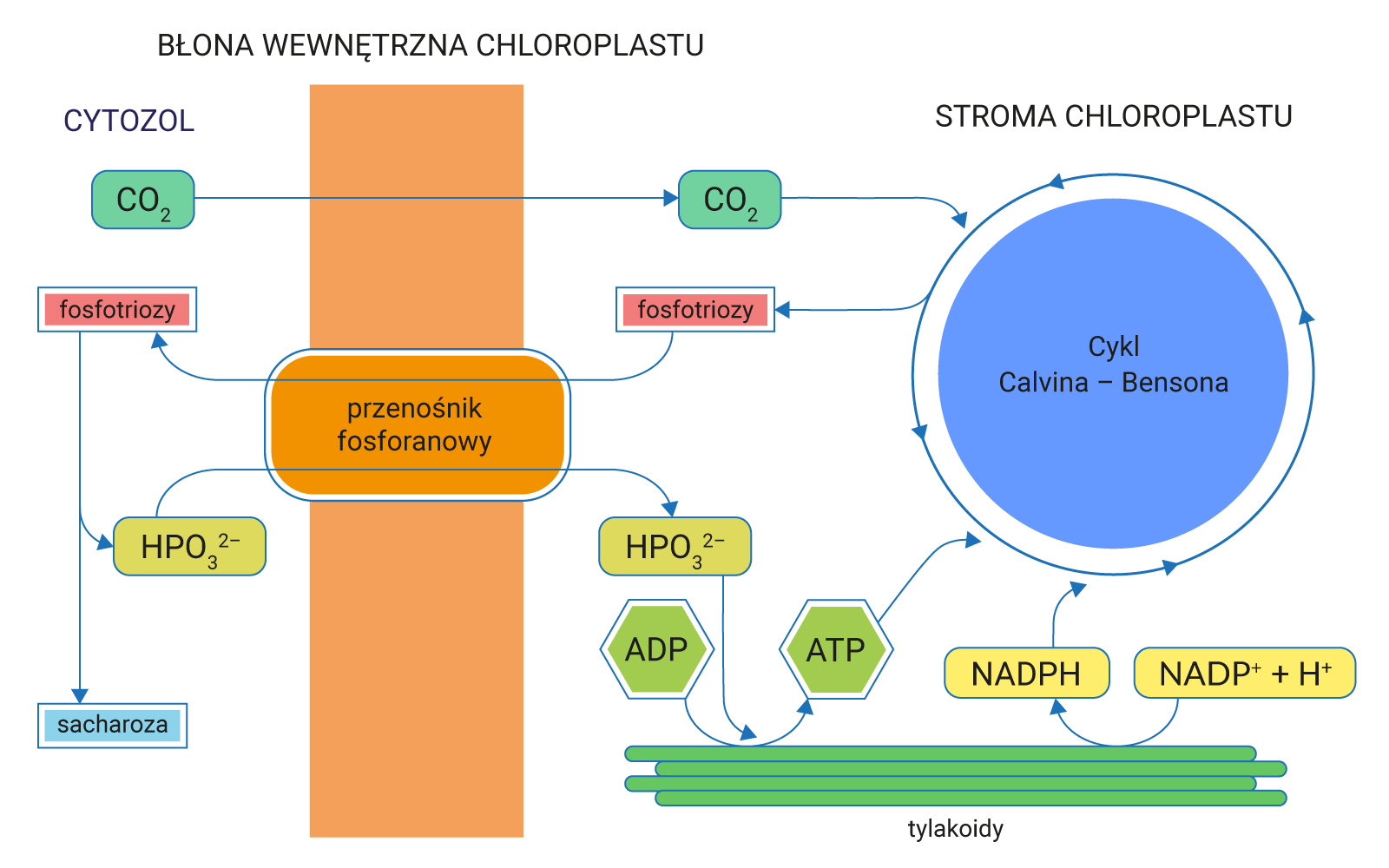 Grafika przedstawia proces transportu substancji przez przenośnik fosforanowy. Grafika podzielona jest na trzy obszary. Po lewej stronie zaznaczony jest cytozol, na środku błona wewnętrzna chloroplastu, a po prawej stronie stroma chloroplastu. Przenośnik fosforanowy znajduje się w błonie wewnętrznej chloroplastu. Dwutlenek węgla jest przenoszony z cytozolu przez wewnętrzną błonę chloroplastu do stromy chloroplastu, gdzie bierze udział w cyklu Calvina‑Bensona. W cyklu Calvina‑Bensona powstają fosfotriozy, które są transportowane przez przenośnik fosforanowy do cytozolu. Z fosfotrioz w cytozolu powstaje fosfor nieorganiczny HPO3 dwa minus w indeksie górnym oraz sacharoza. Powstały fosforan jest transportowany przez przenośnik fosforanowy z powrotem do stromy chloroplastu. Tam razem z ADP bierze udział w procesie fotosyntezy w tylakoidach, w wyniku czego powstaje ATP biorące udział w cyklu Calvina‑Bensona. W stromie chloroplastu z NADP plus plus H plus powstaje NADPH, który również bierze udział w cyklu Calvina‑Bensona.