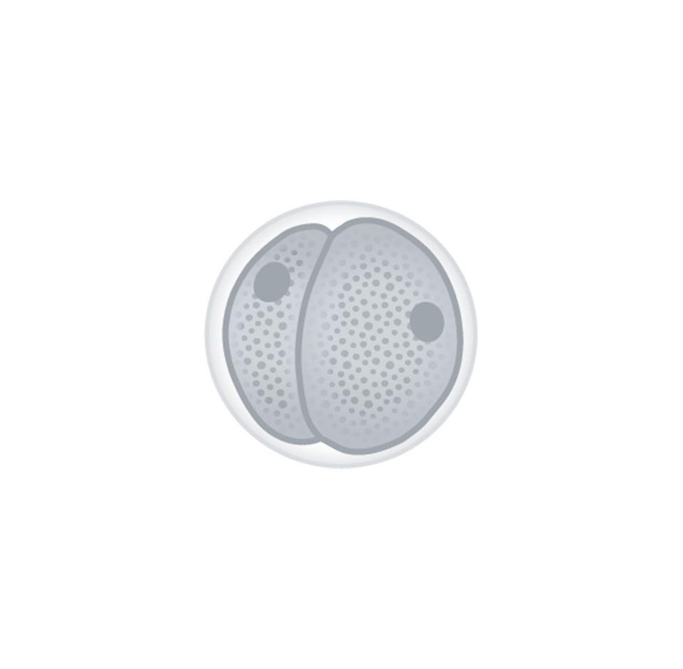 Rysunek przedstawia komórkę w trakcie podziału. Otoczona jest błoną. Kształtem przypomina złożoną z dwóch połówek brzoskwinię. Widoczne są dwa jądra dwóch komórek. 