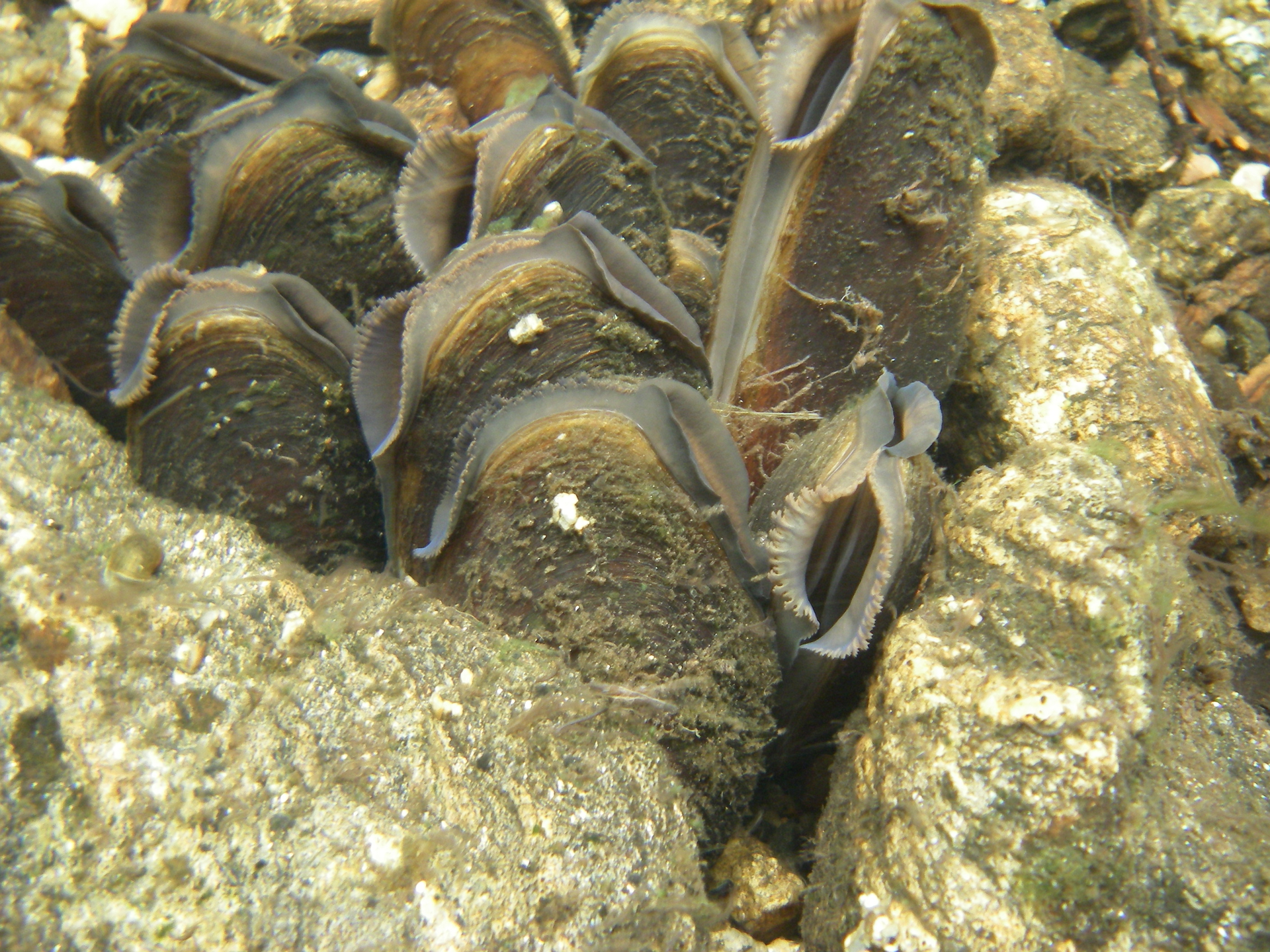 Fotografia przedstawia dziesięć ciemnych muszli małży między dwoma kamieniami na dnie strumienia. Małże to perłoródki rzeczne. Mają szary, częściowo otwarty płaszcz przy krawędzi muszli.