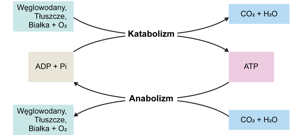 Na ilustracji pokazano dwa procesy przeciwstawne – katabolizm i anabolizm. Od lewej strony dwa pola tekstowe – na jednym zapisano Węglowodany, tłuszcze, białka plus o2, na drugim A de pe plus pi strzałki prowadzące od tych pół przechodzą przez napis Katabolizm i rozchodzą się na dwa pola tekstowe po prawej stronie. na jednym z pól napisano Co2 plus H2o, na drugim polu napisano A te pe.  Następnie od tych dwóch pół tekstowych odchodzą strzałki, które przechodzą przez napis: Anabolizm i rozchodzą się do pół tekstowych po lewej stronie, czyli do pół z napisami Węglowodany, tłuszcze, białka plus o2 oraz a de pe plus pi.