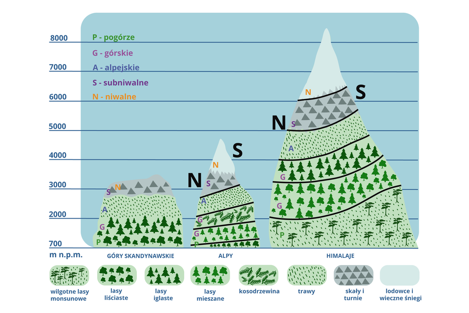 Grafika przedstawia piętra klimatyczno roślinne w górach. W Górach Skandynawskich występuje pogórze z lasem liściastym, piętro górskie z lasem iglastym, od 2000 metrów występuje piętro alpejskie z trawami, do 3000 metrów występuje piętro subniwalne i niwalne ze skałami i turniami. W Alpach występuje pogórze z lasem liściastym, piętro górskie z lasem mieszanym i z kosodrzewiną, Od około 2000 metrów występuje piętro alpejskie z trawami. Od 3000 metrów występuje piętro subniwalne ze skałami i turniami a potem piętro niwalne z lodowcami i wiecznymi śniegami przekraczające 4000 metrów. W Himalajach do 2000 metrów występuje pogórze z wilgotnym lasem monsunowym, piętro górskie z lasem mieszanym i z lasem iglastym do 4000 metrów. Do 5000 metrów występuje piętro alpejskie z trawami. Do 6000 metrów występuje piętro subniwalne ze skałami i turniami. Do ponad 8000 metrów występuje piętro niwalne z lodowcami i wiecznymi śniegami.