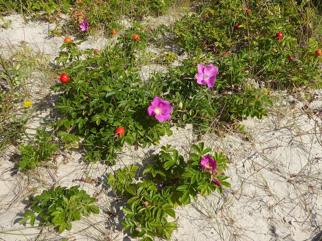 Zdjęcie ukazuje krzaczki róży pomarszczonej. Kwiaty są różowe o dużych płatkach. Krzaki rosną nisko przy ziemi na piaszczystym podłożu. Na krzakach gdzieniegdzie są czerwone owoce róży.    