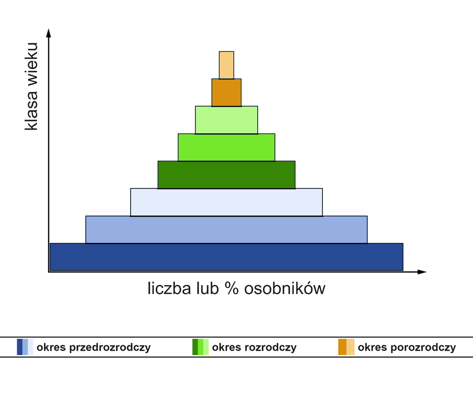 Ilustracja zawiera wykres piramidalny obrazujący strukturę populacji rozwijającej się. Na osi poziomej znajduje się liczba lub procent osobników populacji, a na osi pionowej klasa wieku. Wykres ma formę piramidy, w której podstawę tworzy najdłuższa linia, a kolejne piętra linie coraz krótsze, aż do najkrótszej linii na szczycie, wielkości prostokątu. Podstawa piramidy to okres przedrozrodczy, środkowe piętra to okres rozrodczy, a piętra szczytowe to okres porozrodczy.