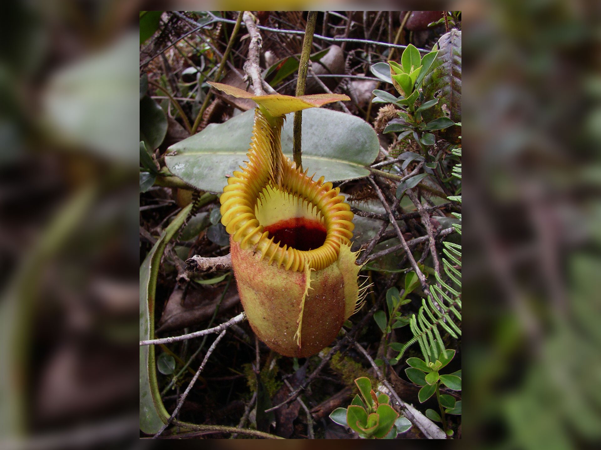 Fotografia przedstawia żółty liść dzbanecznika owłosionego - rośliny owadożernej. Liść ma kształt pekatego naczynia. Jego pogrubione obrzeże to tak zwany kołnierzyk, pokryty substancją zwabiającą owady. Nad kołnierzykiem znajduje się uniesiona klapka, zwana wieczkiem, chroniąca liść przed deszczem, a tym samym - rozcieńczeniem cieczy trawiennej, która wypełnia wnętrze liścia.