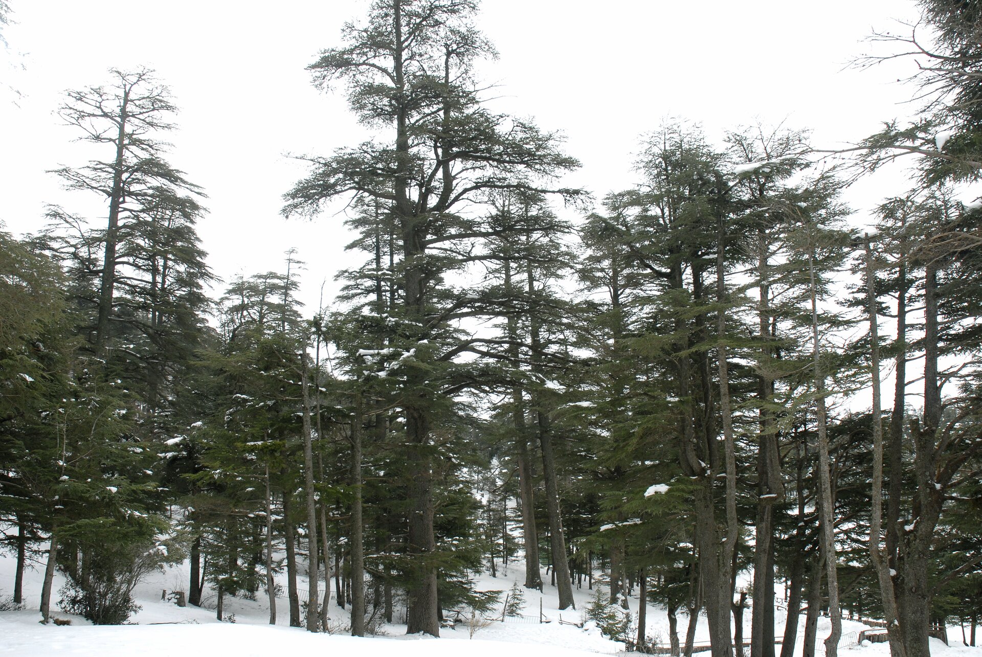 Zdjęcie przedstawia las iglasty na zboczu ośnieżonego wzniesienia. Drzewa rosną dość gęsto. Część pozbawiona igieł. 