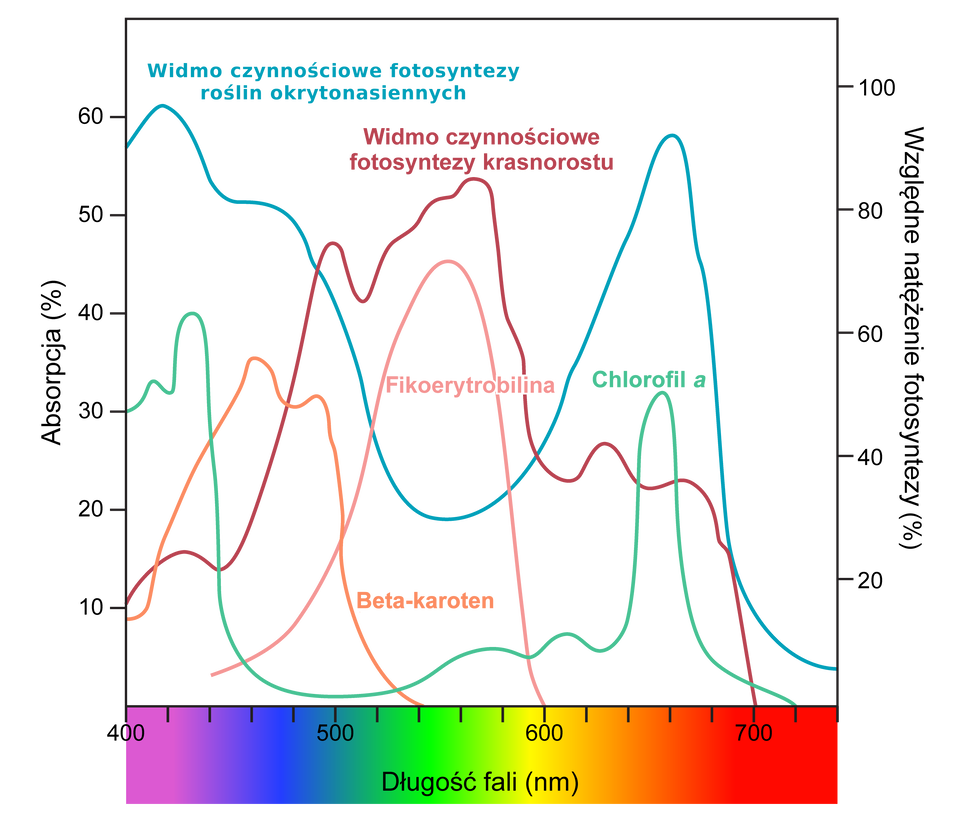 Wykres przedstawia zależność intensywności absorpcji światła (oś pionowa, brak jednostek liczbowych) od długości fali świetlnej (oś pozioma, w nanometrach od 400 do 700 nm). Tło wykresu jest czarne, a pod osią poziomą znajduje się pasek barwny obrazujący kolory widma światła widzialnego: od fioletu (ok. 400 nm), przez niebieski, zielony, żółty i pomarańczowy, po czerwony (ok. 700 nm).
Na wykresie umieszczono pięć krzywych:
Widmo czynnościowe fotosyntezy roślin okrytonasiennych (kolor turkusowy):
– Ma dwa wyraźne maksimum: jedno przy długości fali około 450 nm (niebieskie światło), drugie przy około 680–700 nm (czerwone światło).
– W zakresie zielonym (ok. 500–600 nm) absorpcja jest znacznie niższa.
Widmo czynnościowe fotosyntezy krasnorostu (kolor różowy):
– Przebieg bardziej płaski, z maksimum w okolicach 550–600 nm (żółto‑zielone światło).
– Jest bardziej przesunięte w stronę zielonych i żółtych długości fal, w porównaniu z roślinami.
Widmo absorpcyjne chlorofilu a (kolor jasnozielony):
– Dwa wyraźne piki: w okolicach 430 nm (niebieskie światło) oraz 660–680 nm (czerwone światło).
– Minimalna absorpcja w zakresie zielonym, stąd rośliny są zielone (bo odbijają to światło).
Widmo absorpcyjne beta‑karotenu (kolor pomarańczowy):
– Szeroki zakres absorpcji w okolicach 450–500 nm (niebieskozielone światło).
– Brak absorpcji powyżej 550 nm.
Widmo absorpcyjne fikoerytrobiliny (kolor jasnoróżowy):
– Główne maksimum w okolicach 550–570 nm (żółtozielone światło).
– Słabsza absorpcja w innych zakresach widma.