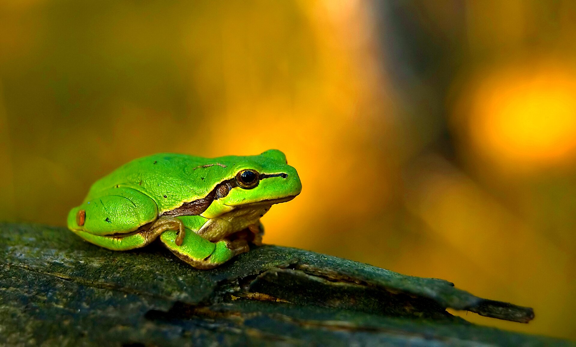 Fotografia przedstawia na żółtym tle zieloną rzekotkę, siedzącą na ciemnym kawałku drewna. Płaz siedzi bokiem, głowa w prawo. Przednie kończyny podwinięte pod spód, tylna zgięta, palami zaczepiona na przedniej. Skóra lekko nierówna, bez brodawek. Od nozdrzy przez oko, ucho aż do jasnego brzucha biegnie brązowa plama o zmiennej szerokości.