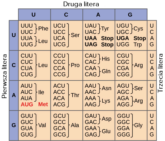 Tabela kodu genetycznego.
