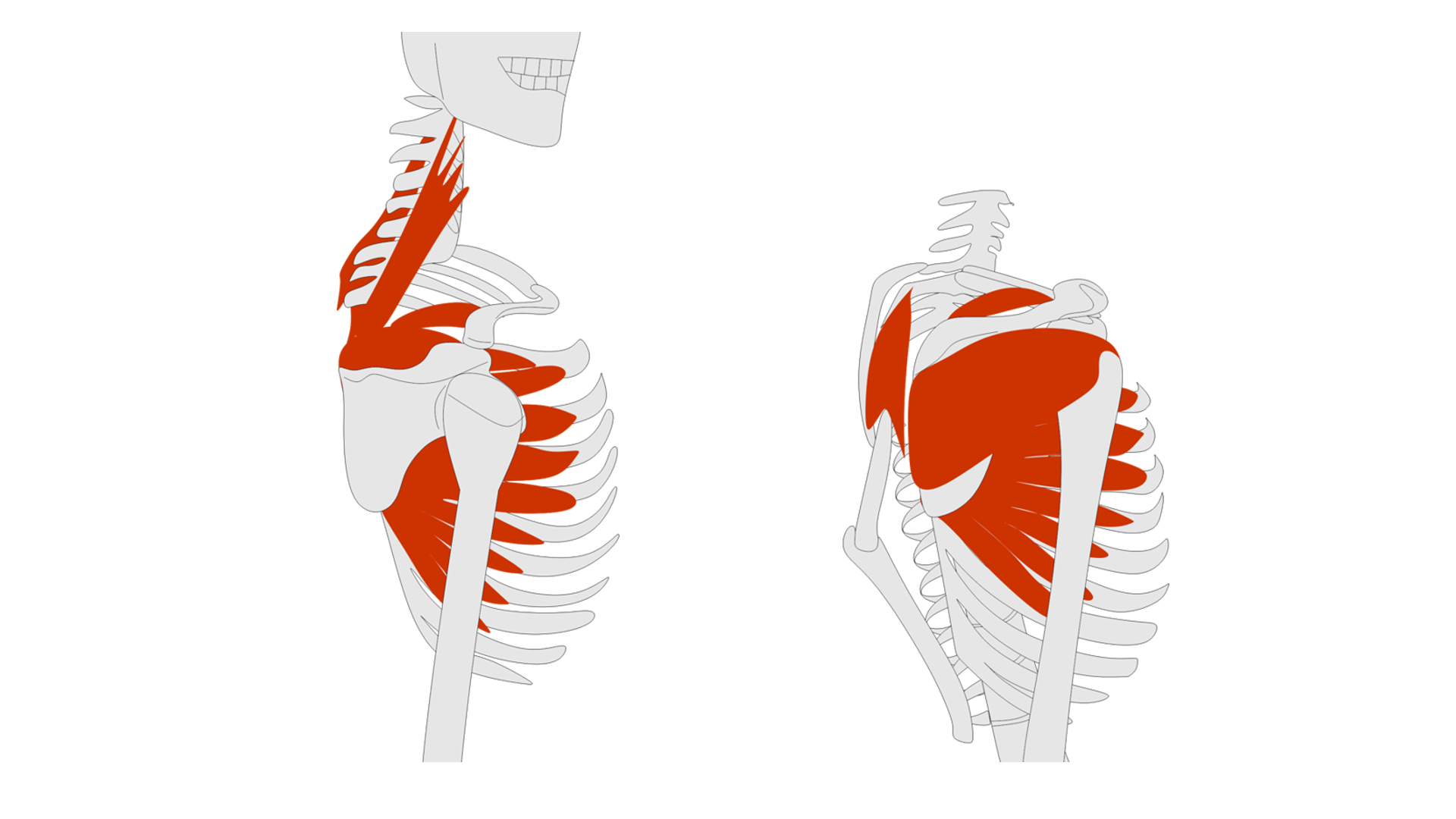 Rycina pod tytułem: Podukład kąta górnego łopatki, po lewej, i podukład guzka większego kości ramiennej, po prawej. Grafika ze schematycznym przedstawieniem szkieletu klatki piersiowej i szyi człowieka z boku. Na schemacie zostały zaznaczone mięśnie w okolicy żeber, kości barku i szyi.