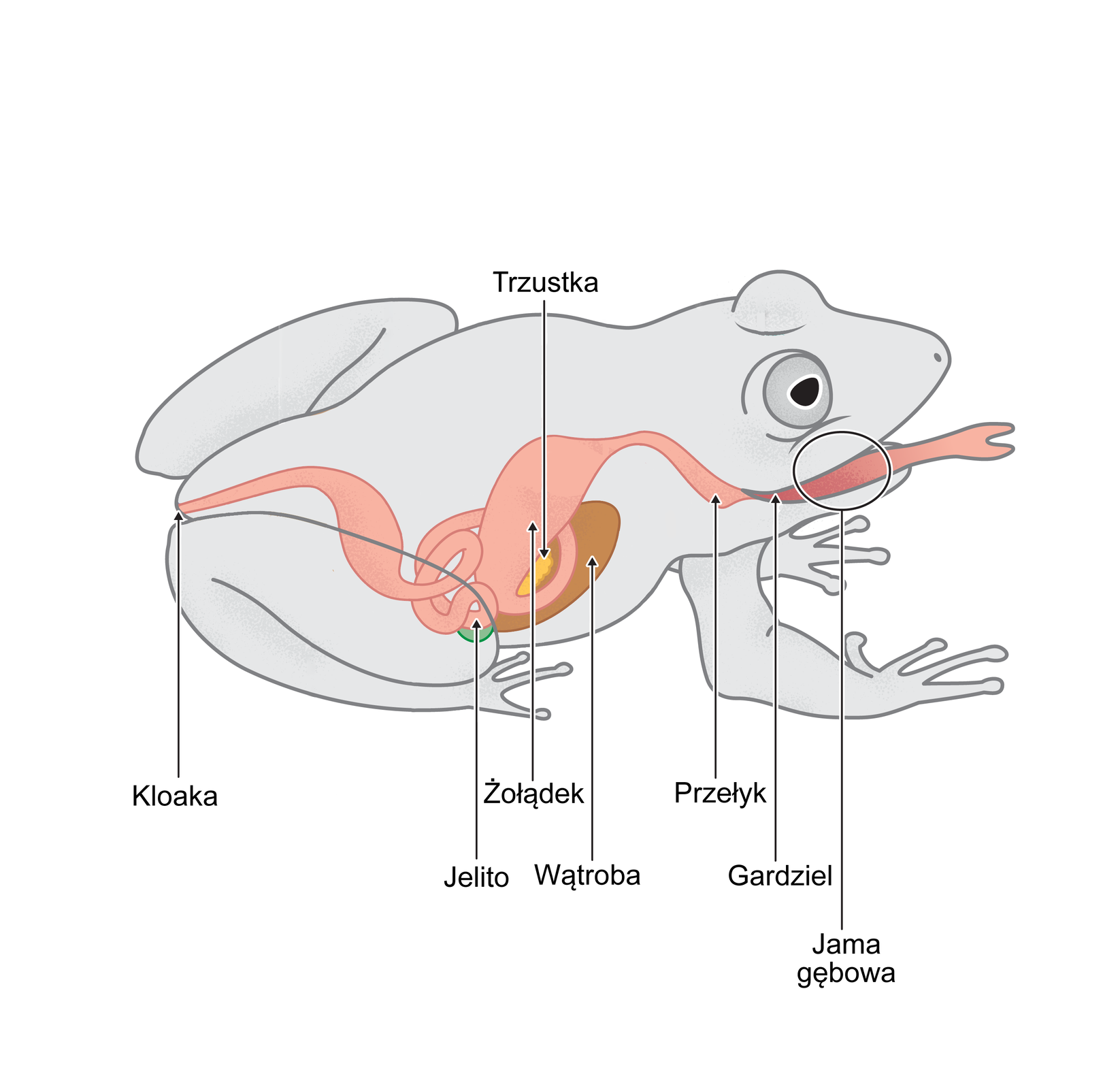 Ilustracja przedstawia budowę układu pokarmowego żaby. Składa się z następujących elementów. Otwarty pyszczek żaby z długim językiem podpisany jako jama gębowa. Dalej znajduje gardziel i przełyk, który prowadzi do owalnego, dużego żołądka w kolorze jasnoróżowym. Od niego odchodzi lekko skręcone jelito, prowadzące do tylnej części żaby podpisanej jako kloaka. Za żołądkiem znajduje się owalna, brązowa wątroba. Między nią a żołądkiem jest podłużna, grudkowata, żółta trzustka.