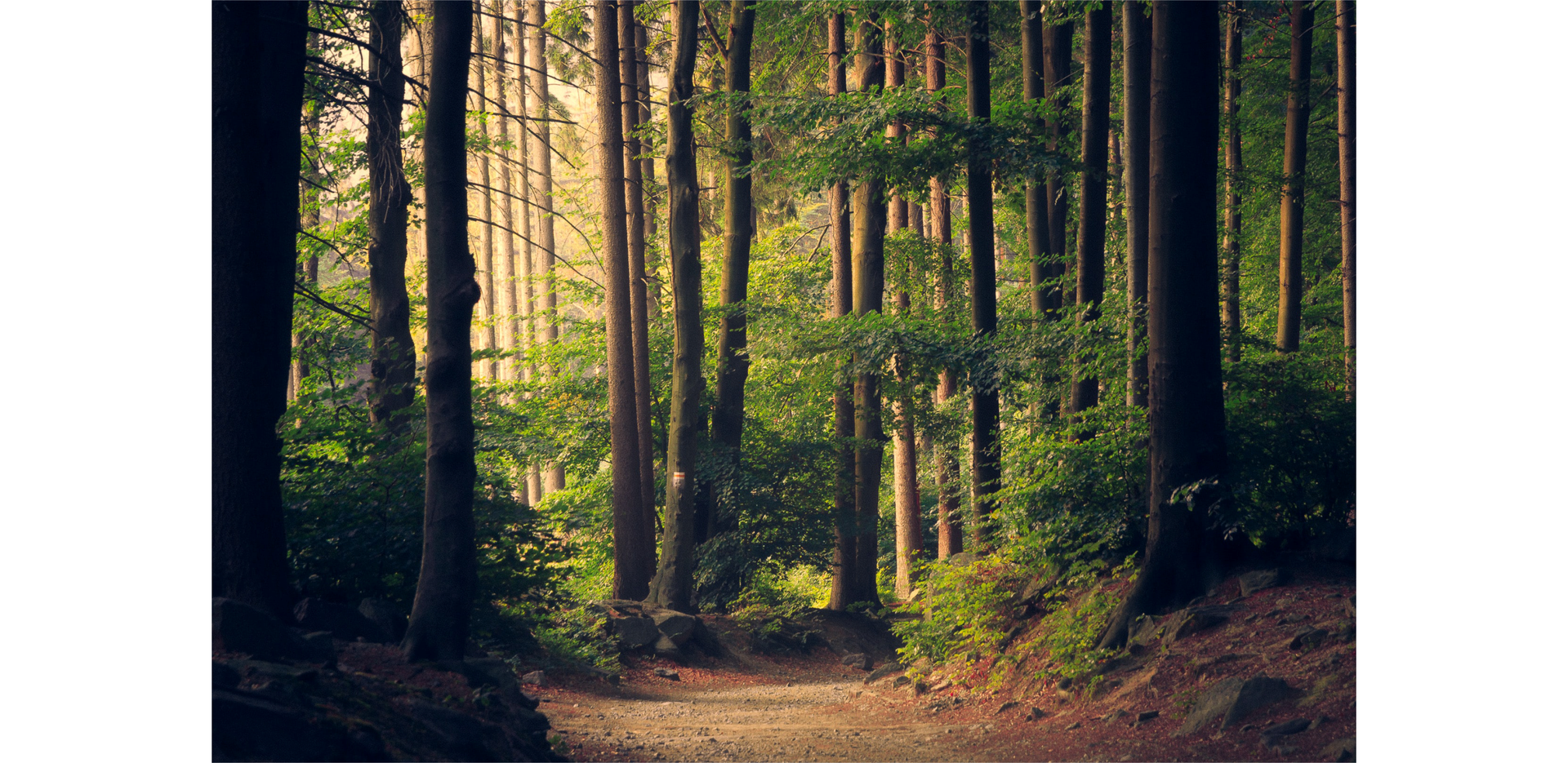 Zdjęcie przedstawia las.