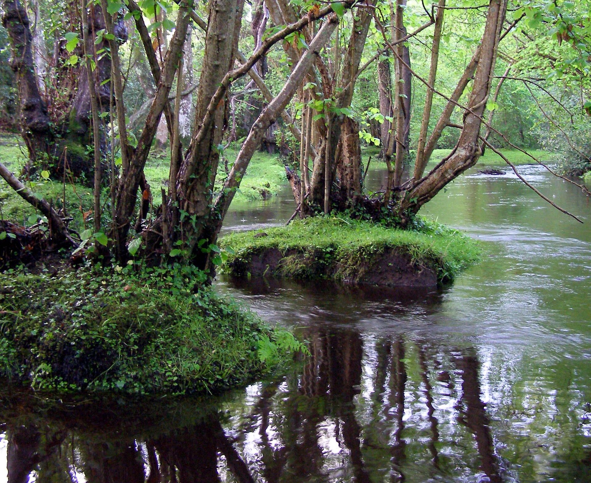 Na zdjęciu widoczne są olsy na terenie podmokłym. Drzewa znajdują się na niewielkich wysepkach, zlokalizowanych na zbiorniku wodnym.