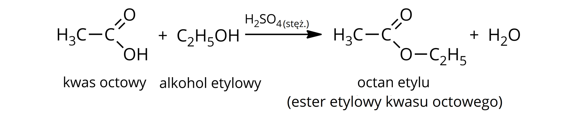 Na ilustracji jest równanie reakcji: jedna cząsteczka kwasu octowego dodać jedna cząsteczka alkoholu etylowego strzałka w prawo, nad strzałką stężony kwas siarkowy, jedna cząsteczka octanu etylu, zwanego estrem etylowym kwasu octowego, dodać jedna cząsteczka wody.