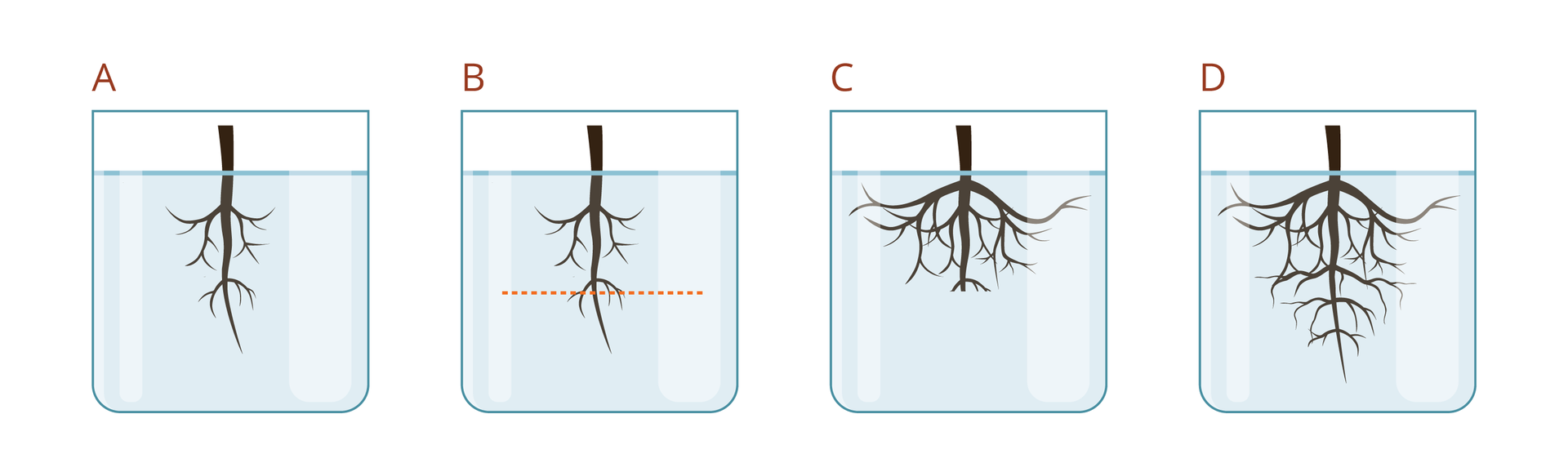 Ilustracja przedstawia 4 naczynia A‑D, każde z korzeniem. A mały korzeń, B - taki sam korzeń z zaznaczoną poziomą linią odcięcia końcówki. Umiejscowiona jest w jednej piątej wysokości. C - korzeń rozrośnięty na boki, ale nie w dół, D - korzeń rozrośnięty w dół i na boki.