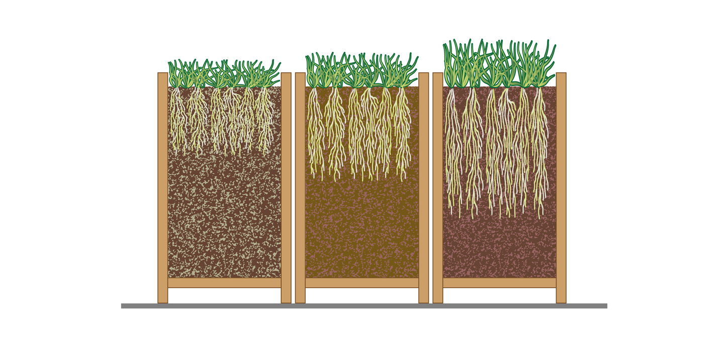Ilustracja przedstawiająca trzy pojemniki, w których rosną kępy traw. Pojemniki narysowano w przekroju, żeby przedstawić korzenie roślin. W pierwszym od lewej podłoże jest ciemnobrązowe i z licznymi szarymi ziarnistościami. Korzenie są krótkie. W środkowym pojemniku podłoże jest jasne, ziarnistości mniej widoczne, korzenie sięgają głębiej. W trzecim pojemniku podłoże jest ciemne, ziarnistości mało widoczne. Korzenie są najdłuższe.