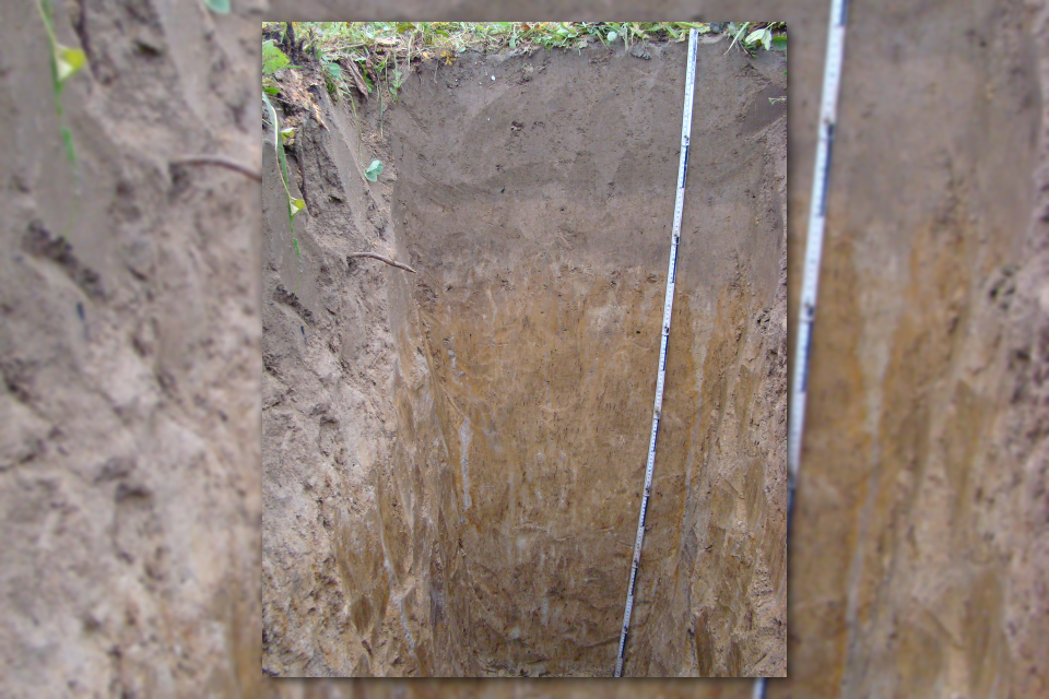 Zdjęcie z badań glebowo-siedliskowych, przedstawia typowe gleby płowe (Typical luvisol profile)