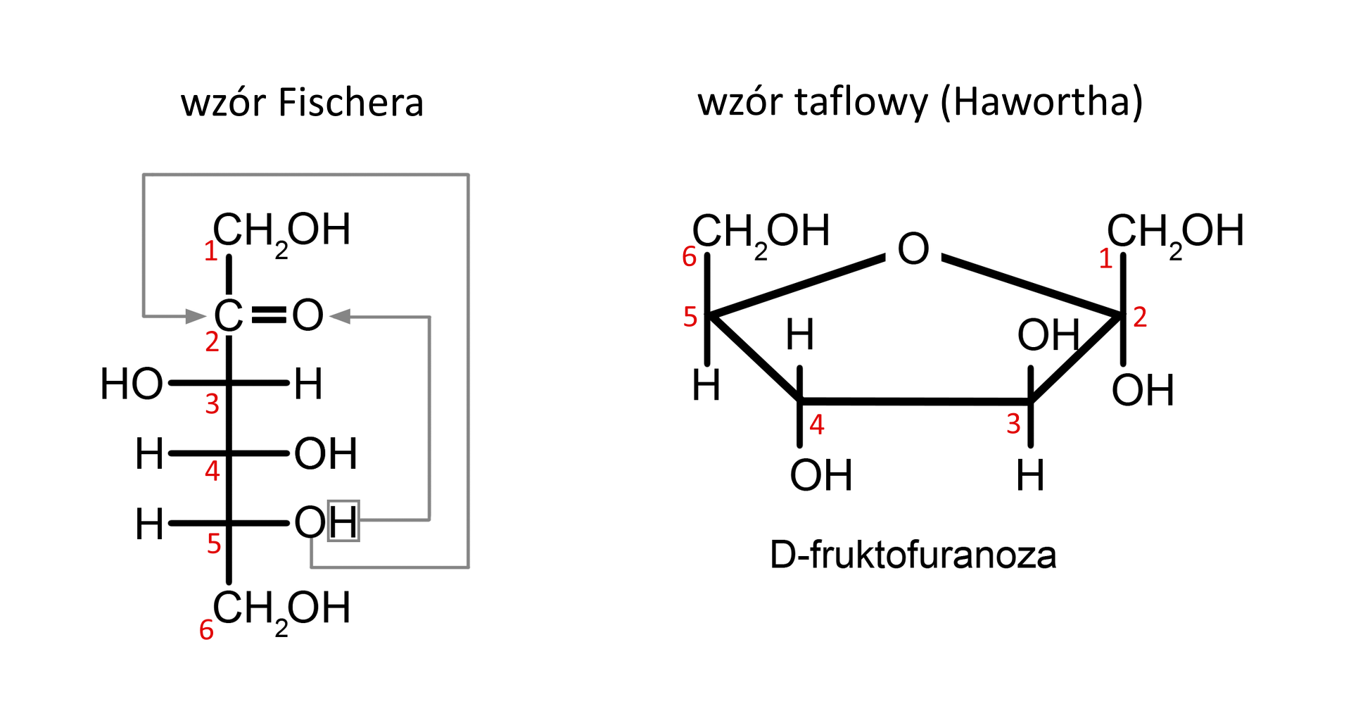 Ilustracja przedstawiająca formę łańcuchową oraz pierścieniową D‑fruktozy. Forma łańcuchowa cząsteczki D‑fruktozy w projekcji Fischera zbudowana jest z atomu węgla C 1 grupy CH2OH połączonej z długą, poprowadzoną w dół linią, która symbolizuje łańcuch węglowy i która jest zakończona również grupą CH2OH, której atom węgla ma lokant szósty. Linię tę od dołu przecinają trzy prostopadłe krótkie linie, od których odchodzą podstawniki dla kolejnych atomów węgla w łańcuchu. Od dołu po prawej stronie grupa OH przy węglu C 5, grupa OH przy węglu C 4 oraz atom wodoru przy C trzy. Po lewej stornie atom wodoru przy węglu C 5, atom wodoru przy węglu C 4 i grupa OH przy C trzy. Powyżej pomiędzy pierwszym atomem węgla grupy CH2OH a węglem C 3, od wspomnianej pionowej linii poprowadzone są dwie prostopadłe linie skierowane w prawo symbolizujące wiązanie podwójne z atomem tlenu O, które łączy go z atomem węgla C dwa. W obrębie projekcji naniesiono strzałki wskazujące sposób cyklizacji. pierwsza strzałka łączy atom tlenu grupy hydroksylowej przy węglu C 5 z atomem węgla C 2 w łańcuchu. Zaś druga strzałka łączy atom wodoru wspomnianej grupy hydroksylowej przy atomie węgla C 5 z atomem tlenu grupy karbonylowej. Przy pierścieniowej formie numeracja atomów węgla zgodna z ruchem wskazówek zegara. Po prawej stronie wzór taflowy Hawortha formy cyklicznej alfa‑D-fruktofuranozy zbudowanej z pięcioczłonowego pierścienia, który stanowi węgiel C1 należący do grupy CH2 podstawiony jest on grupą hydroksylową OH i łączy się z budującym pierścień atomem węgla C2, który związany jest grupą hydroksylową odchodzącą do dołu, za płaszczyznę. Od węgla C3 do góry przed płaszczyznę odchodzi grupa hydroksylowa OH, z kolei od węgla C4 za płaszczyznę odchodzi grupa hydroksylowa OH. Węgiel C5 łączy się z atomem tlenu, który to łączy się z atomem węgla C2, co zamyka pięcioczłonowy pierścień. Ponadto od węgla C5 odchodzi do góry grupa CH2OH.