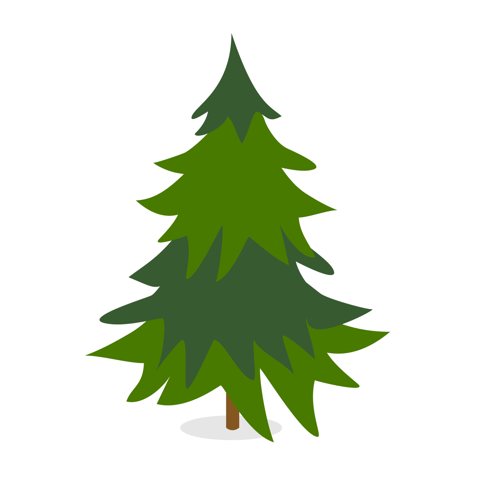 Ilustracja przedstawia drzewo iglaste.