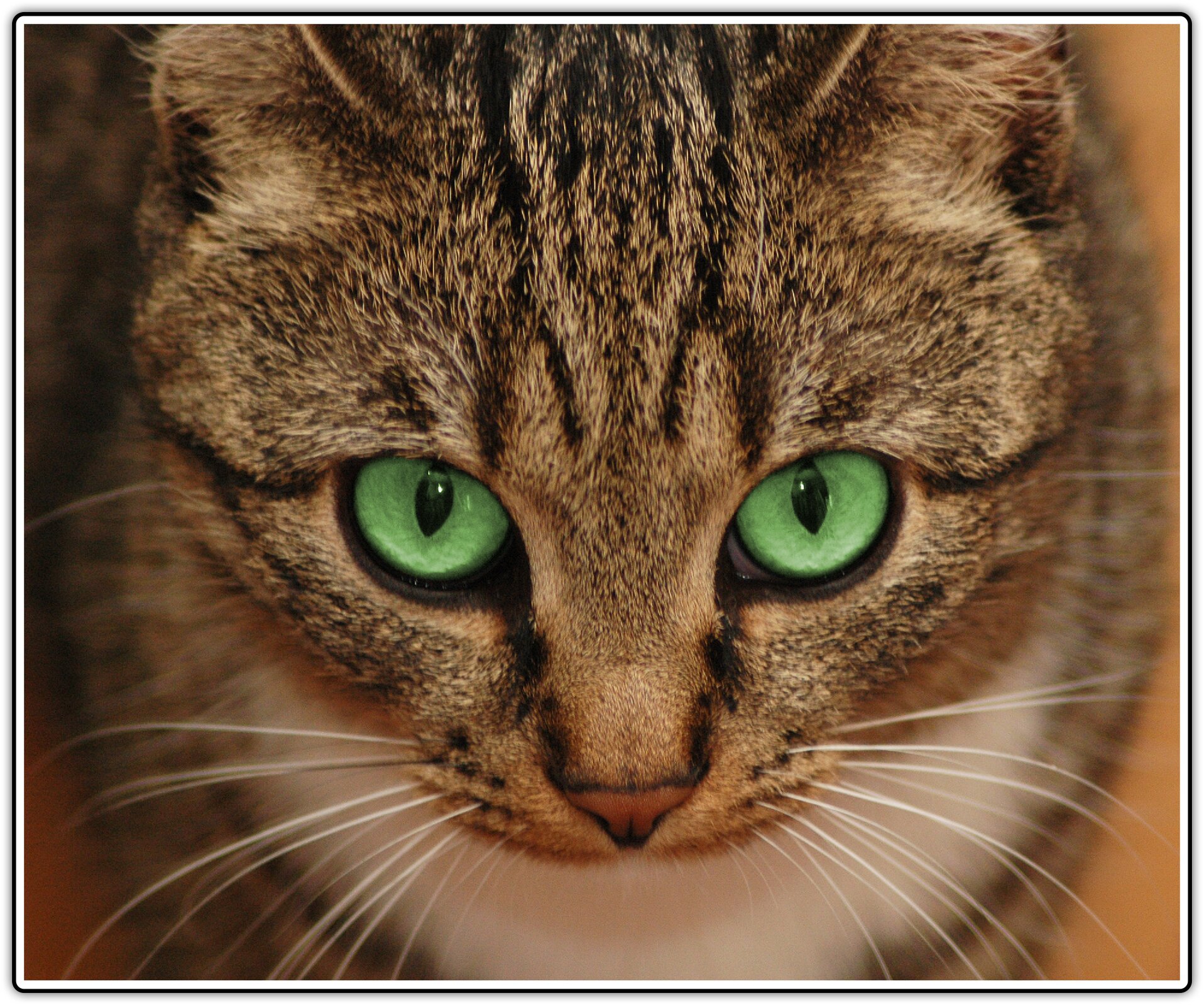 Fotografia przedstawiająca kota z zielonymi oczami