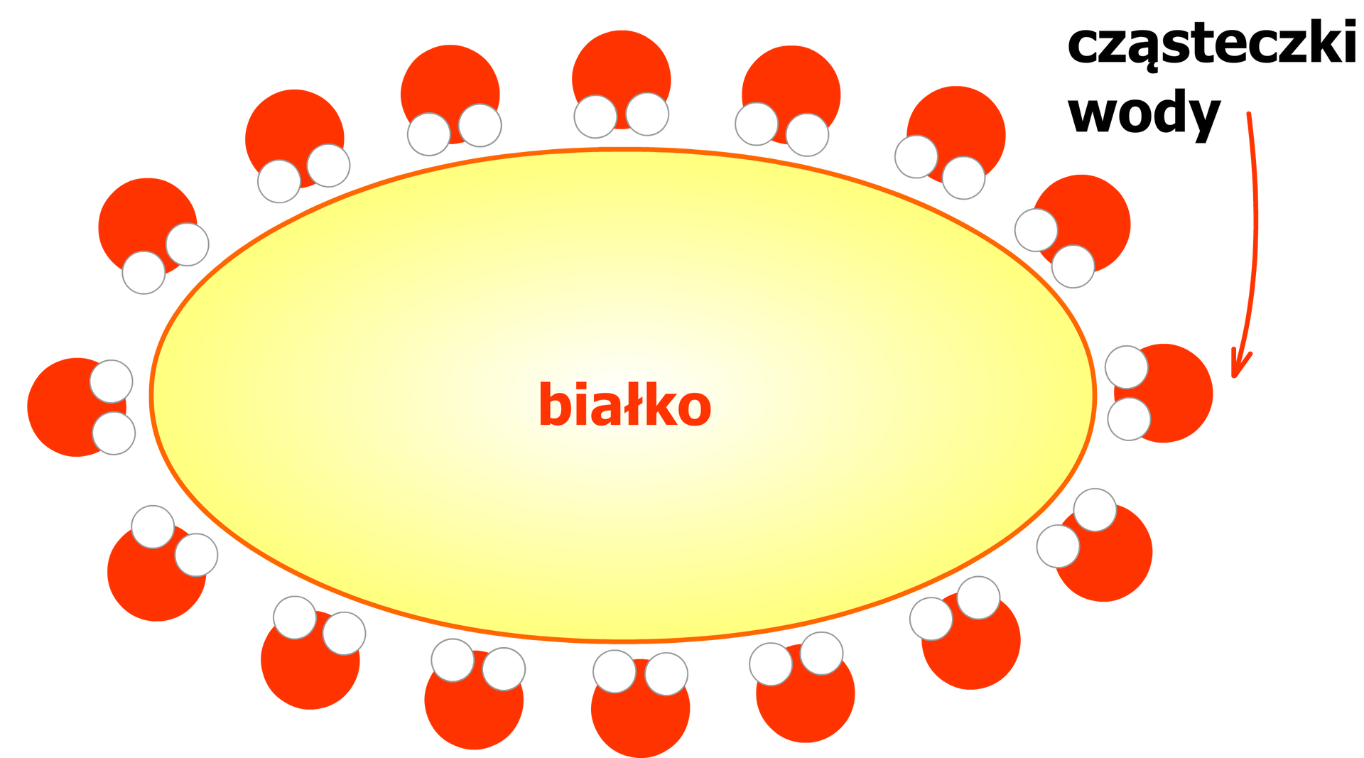 Ilustracja dotyczy solwatacji (otaczania) białka przez cząsteczki wody. Cząsteczki wody przedstawiono za pomocą modeli kulkowych: atom tlenu stanowi czerwona kulka, a dwa atomy wodoru stanowią dwie białe kulki znacznie mniejsze niż atomy tlenu. Atomy wodoru znajdują się blisko siebie, co odwzorowuje kształt cząsteczki wody, w której kąty pomiędzy atomami są mniejsze niż 180 stopni. Białko zostało przedstawione za pomocą jasnożółtego owalu z pomarańczową obwódką. W środku owalu umieszczono napis: "białko". Szesnaście cząsteczek wody otaczają cząsteczkę białka; cząsteczki wody ustawiają się w ten sposób, że są zwrócone atomami wodoru w kierunku cząsteczki białka.