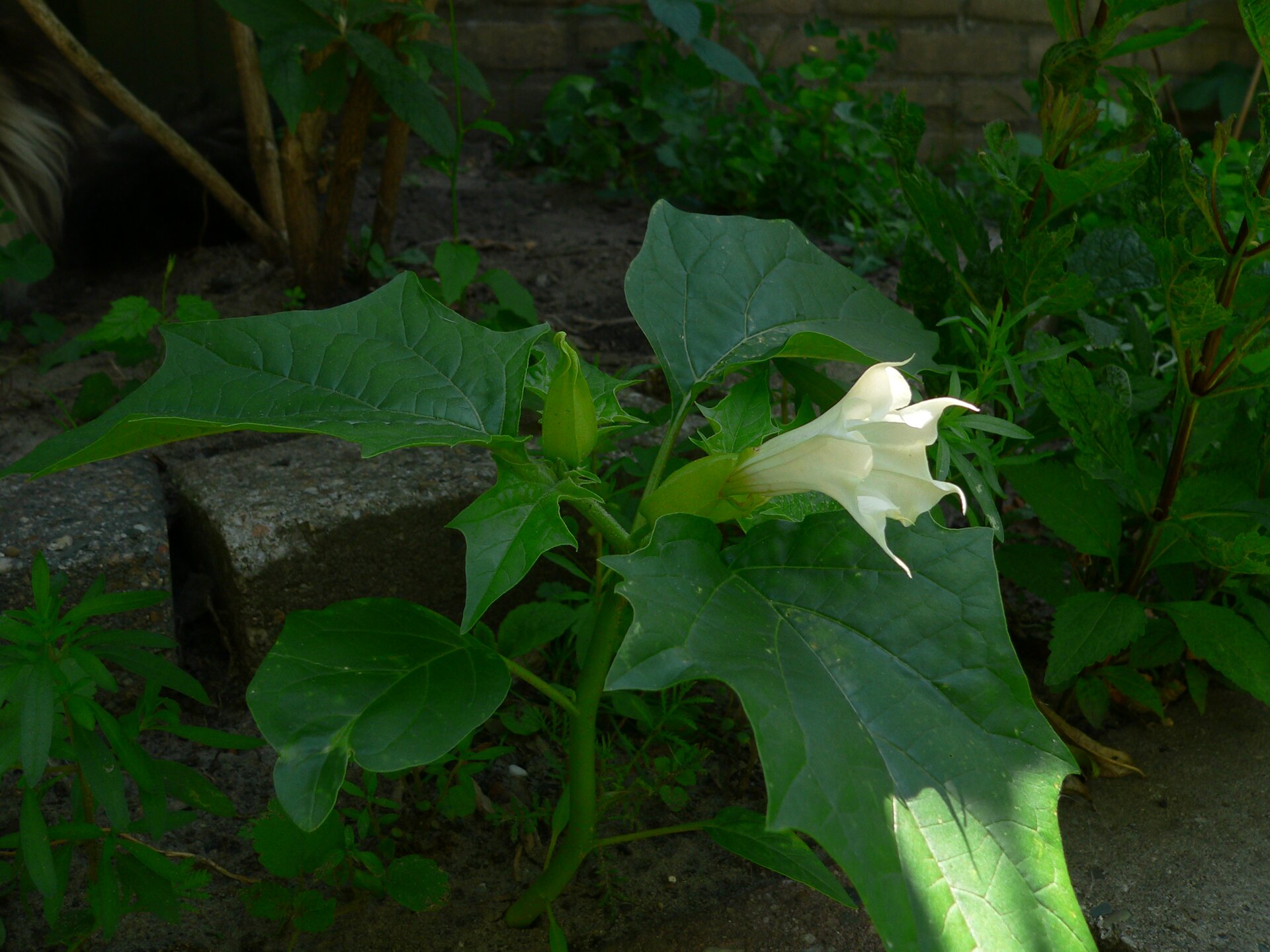 Na zdjęciu trzecim kwitnący na biało bieluń dziędzierzawa. Roślina składa się z podłużnego białego kwiatu w kształcie kielicha oraz zielonej łodygi z dużymi zielonymi liśćmi.